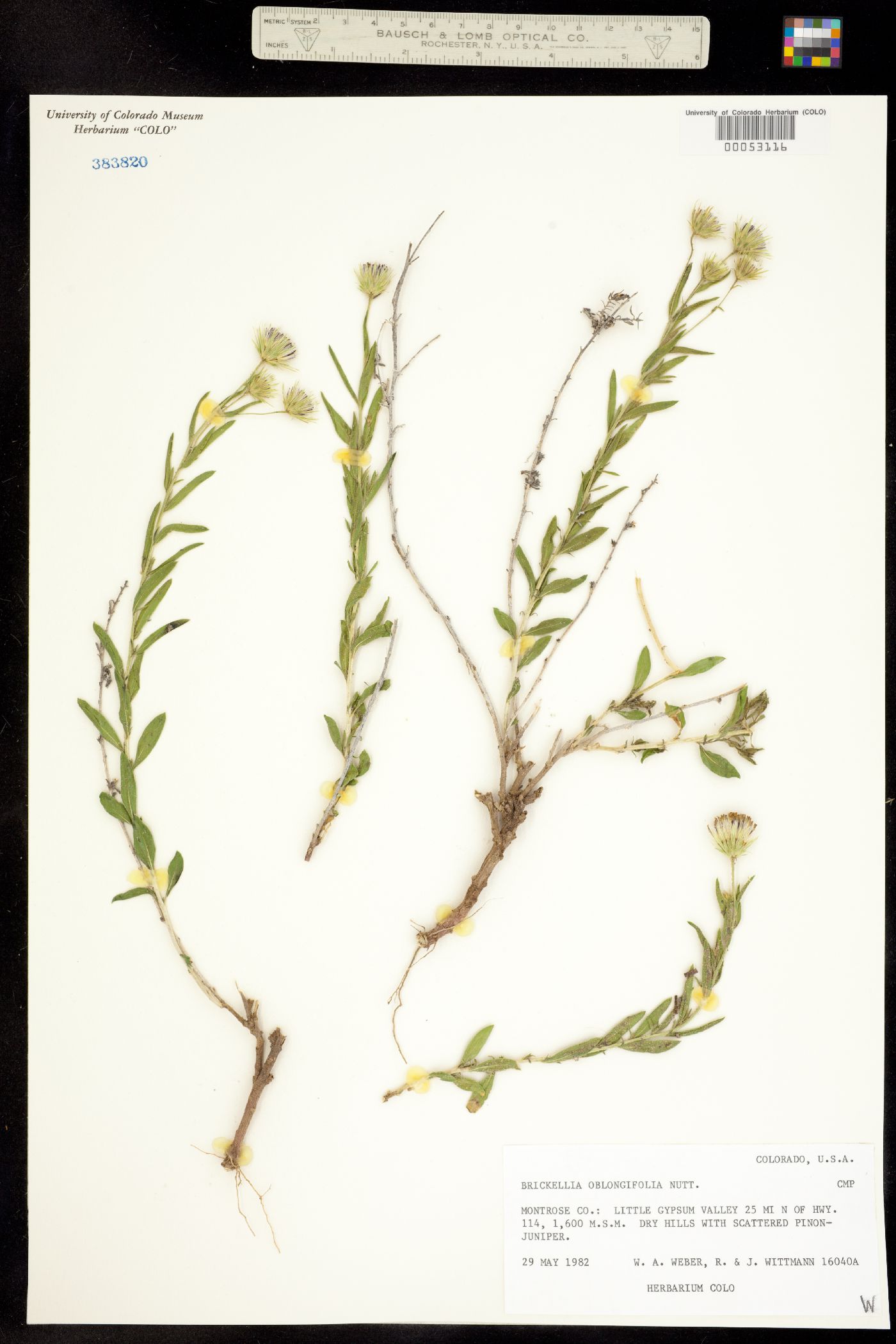 Brickellia oblongifolia image