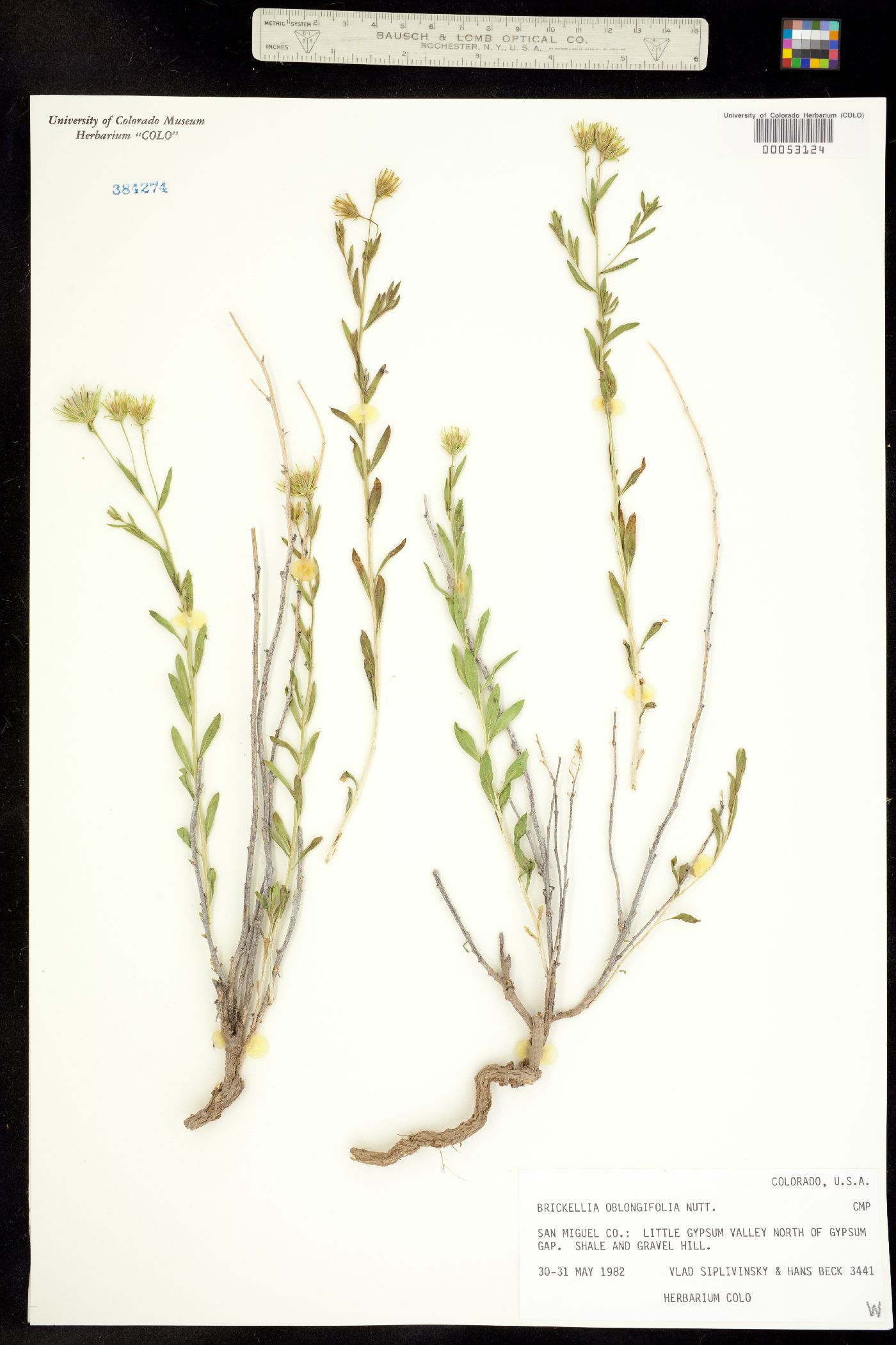 Brickellia oblongifolia image