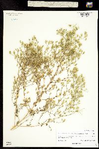 Brickellia microphylla ssp. scabra image