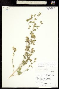 Brickellia microphylla ssp. scabra image