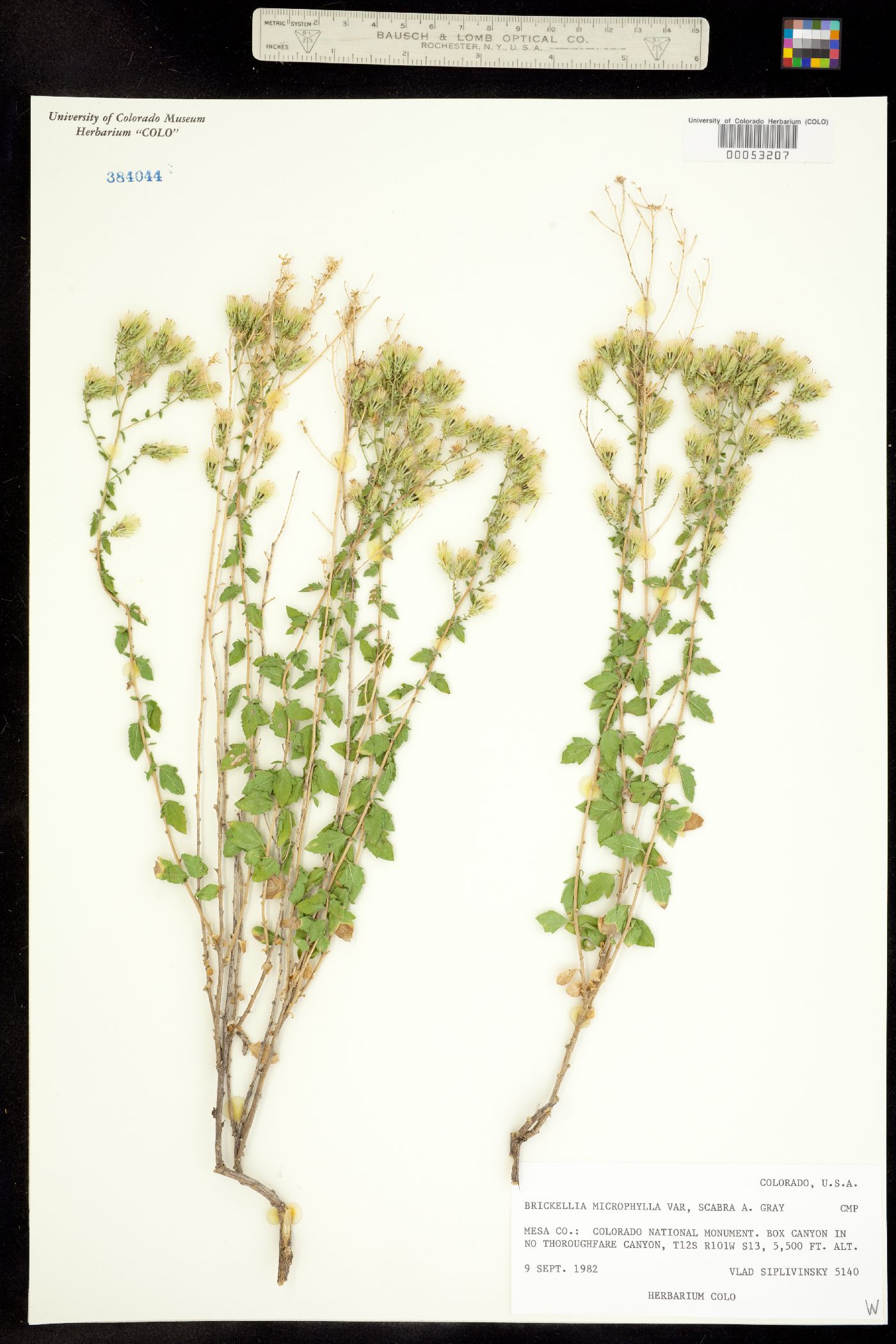 Brickellia microphylla ssp. scabra image