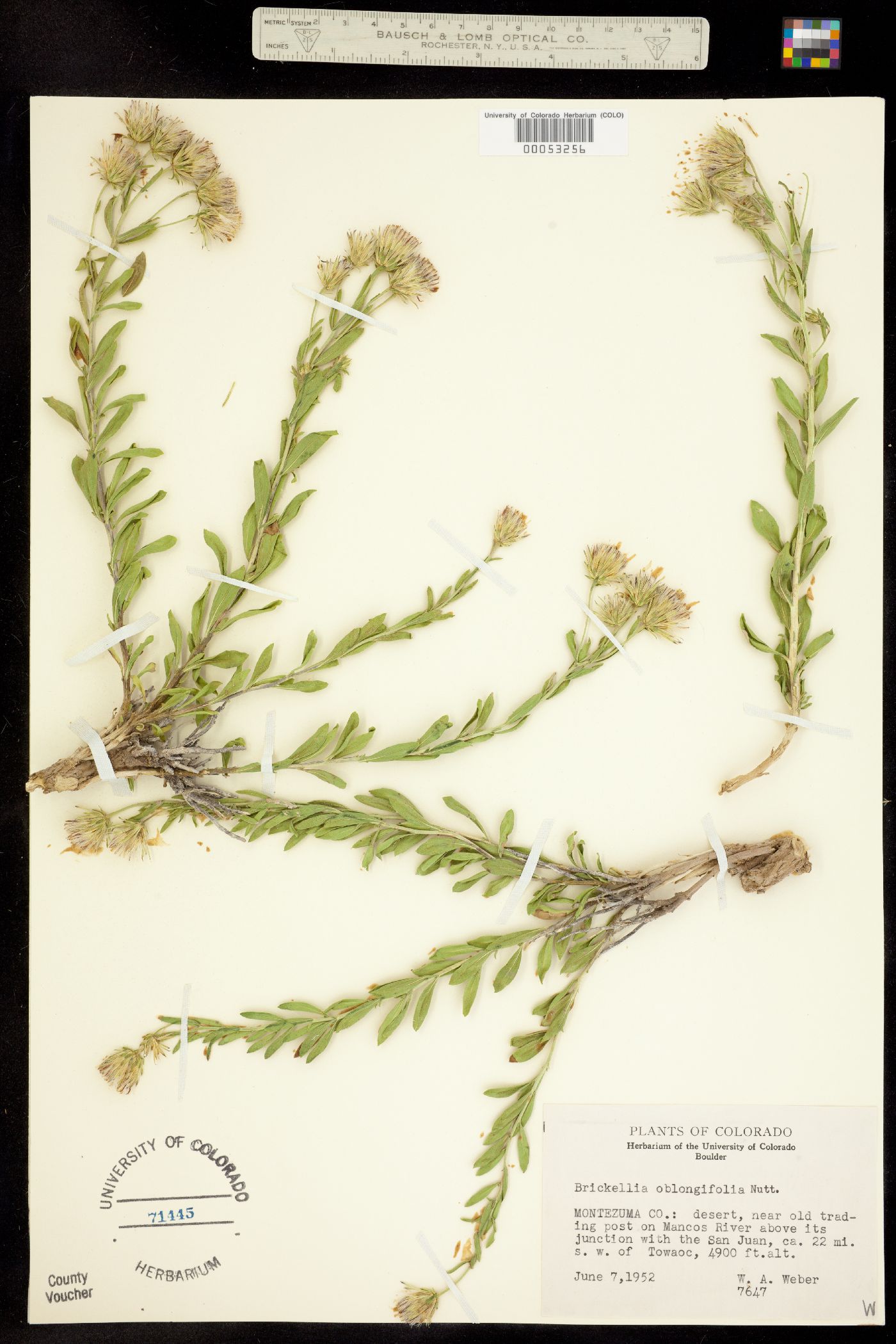 Brickellia oblongifolia image