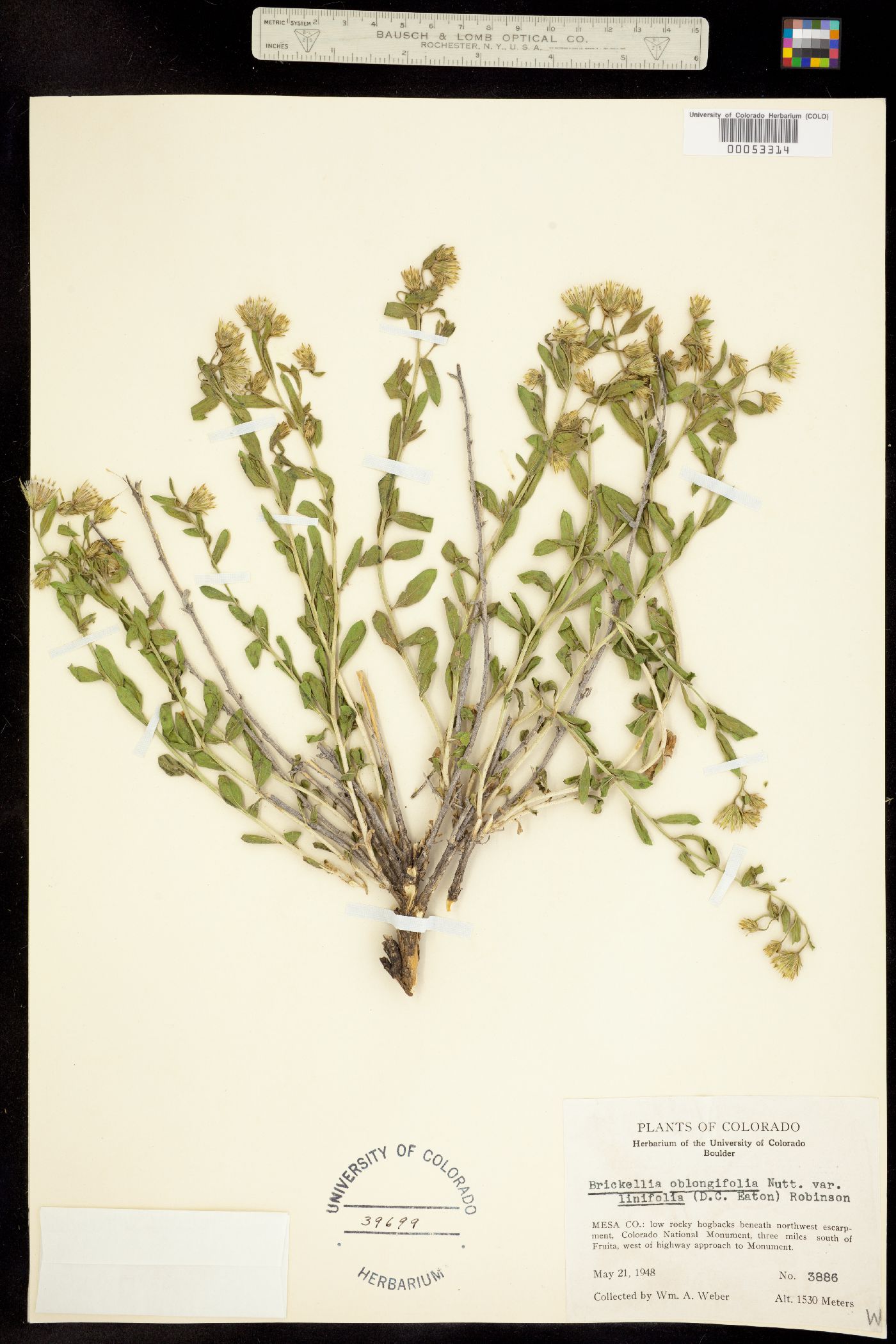 Brickellia oblongifolia image