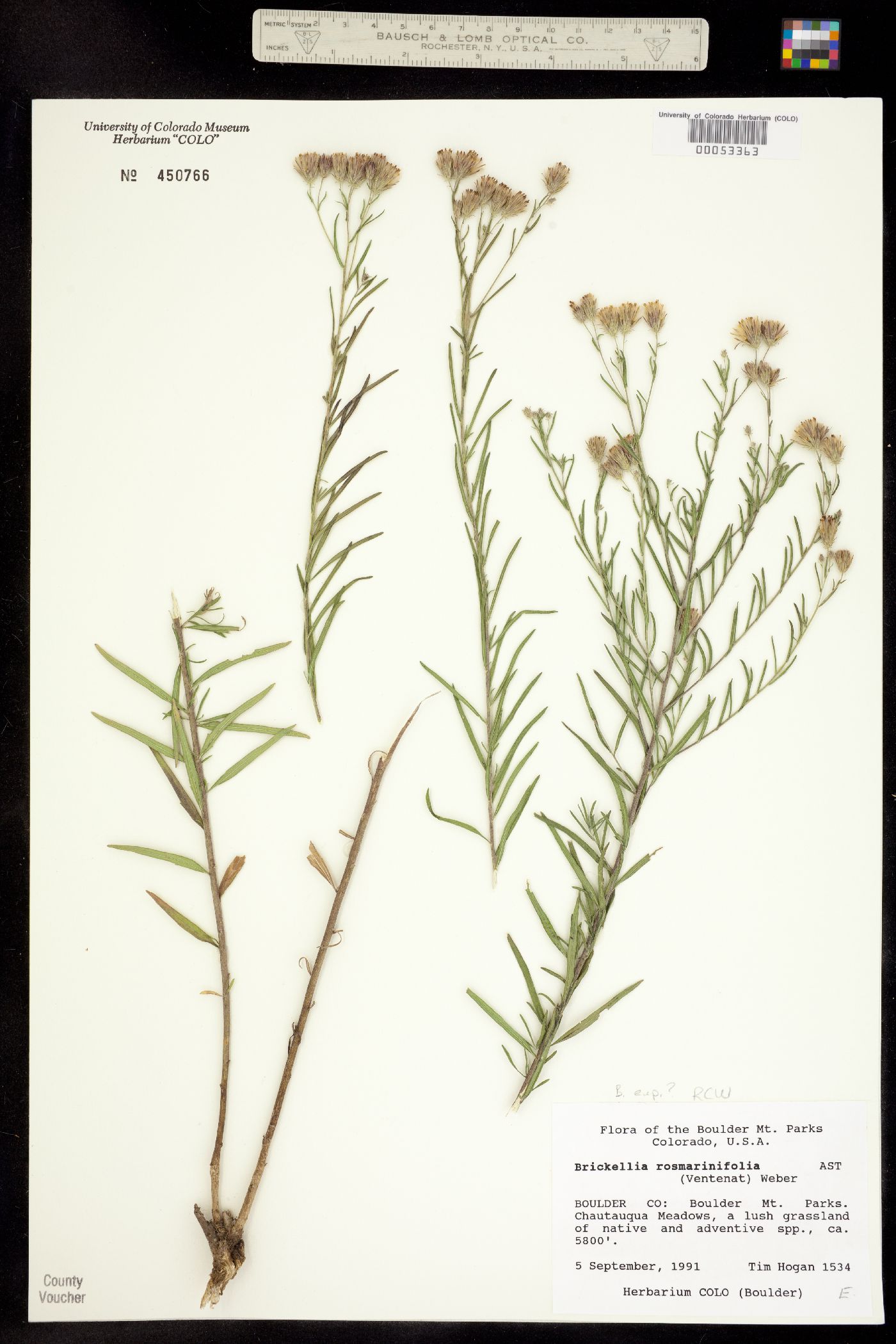 Brickellia rosmarinifolia image