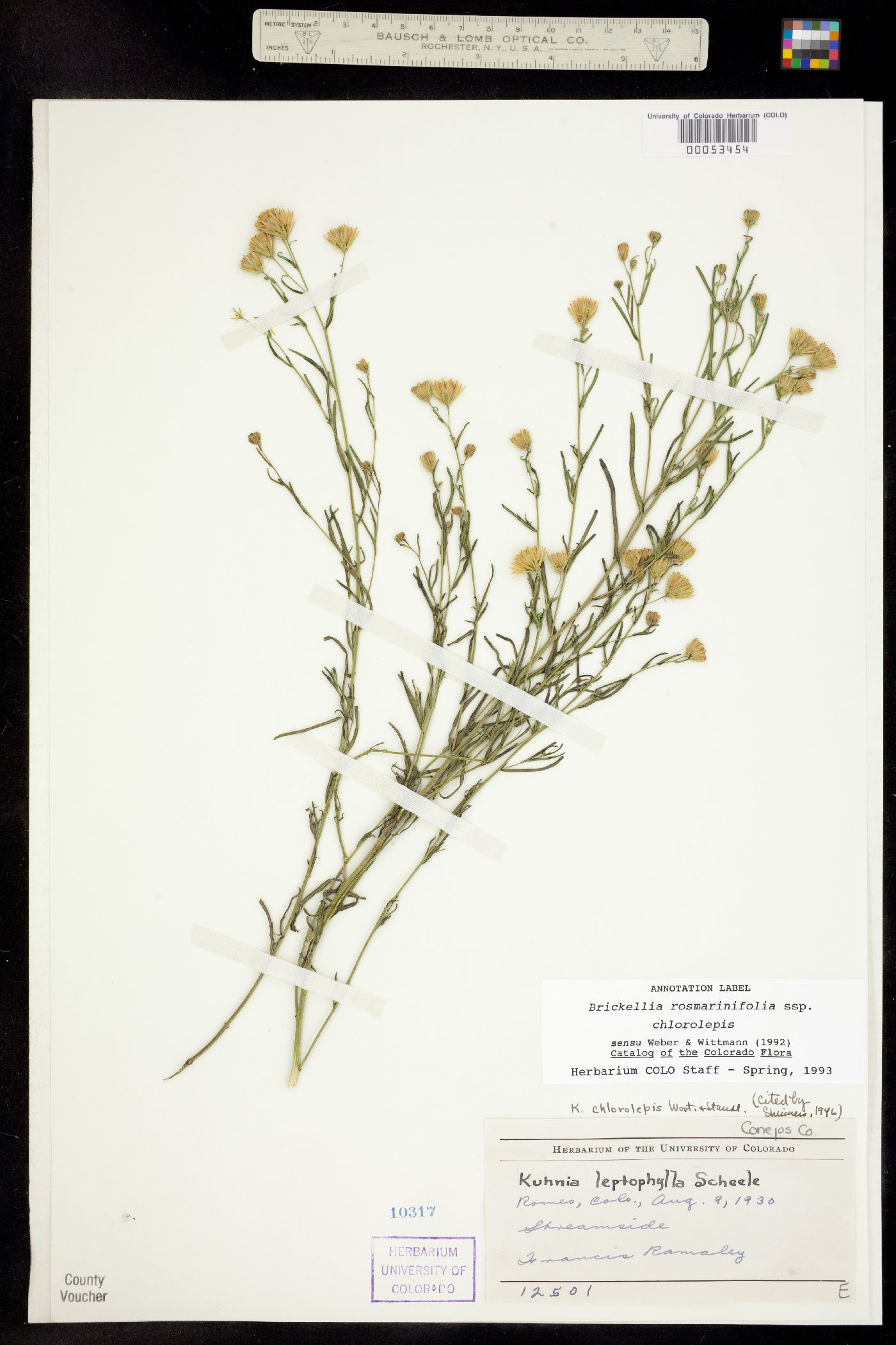 Brickellia eupatorioides var. chlorolepis image