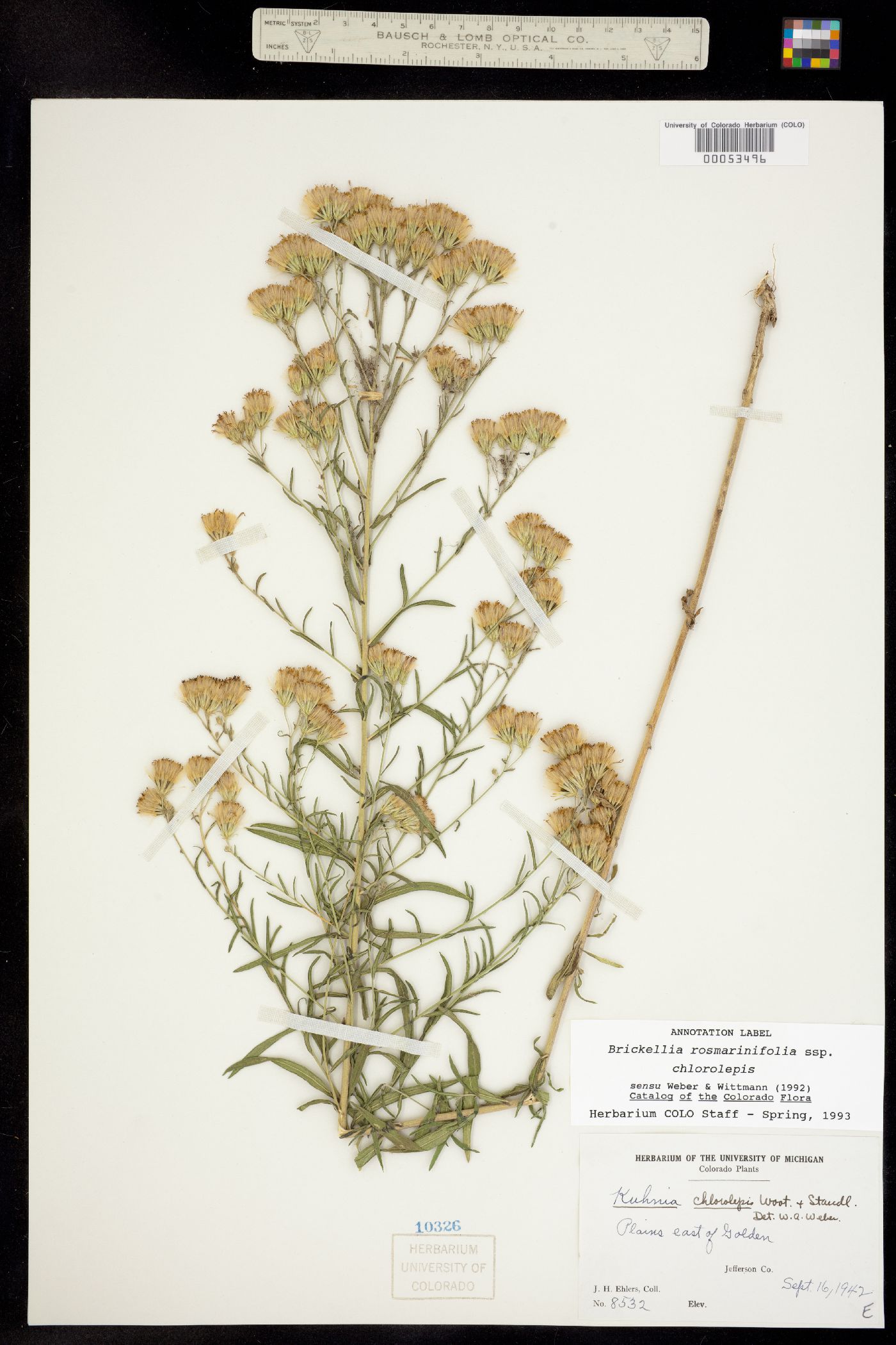 Brickellia eupatorioides var. chlorolepis image