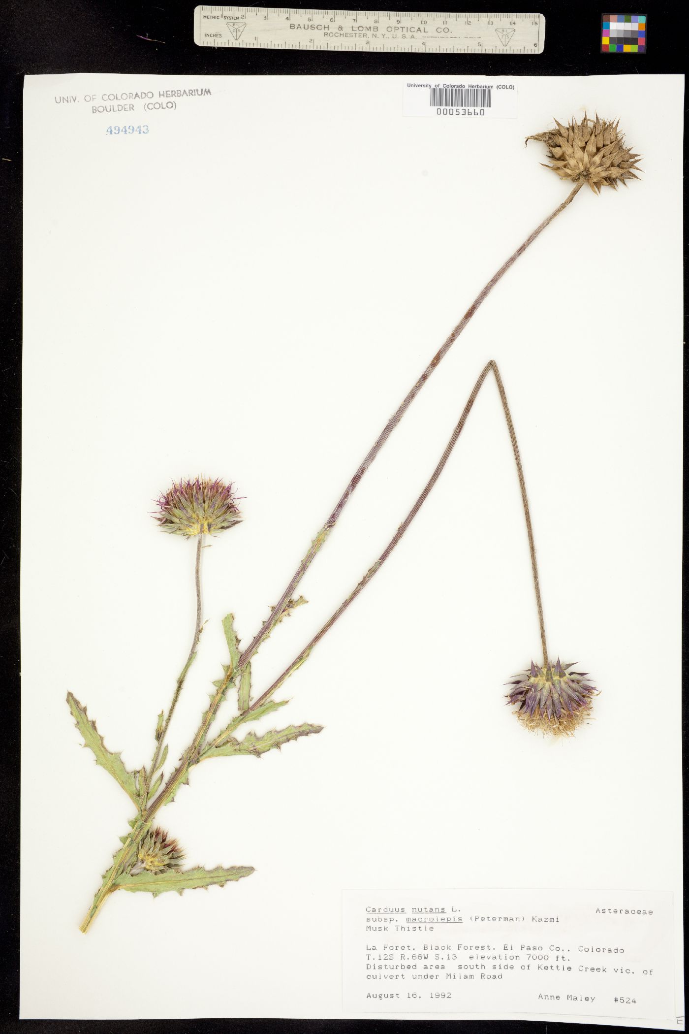 Carduus nutans ssp. macrolepis image