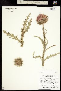Carduus nutans ssp. macrolepis image