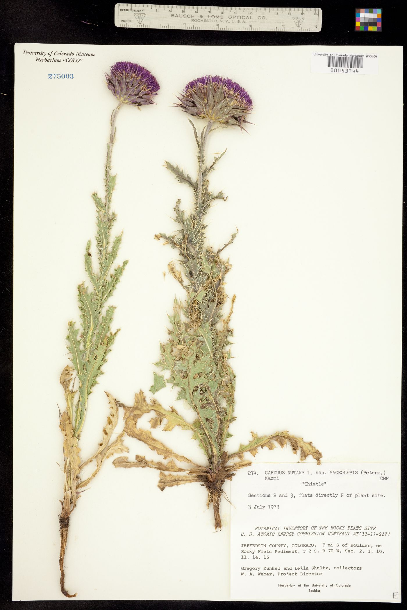 Carduus nutans ssp. macrolepis image