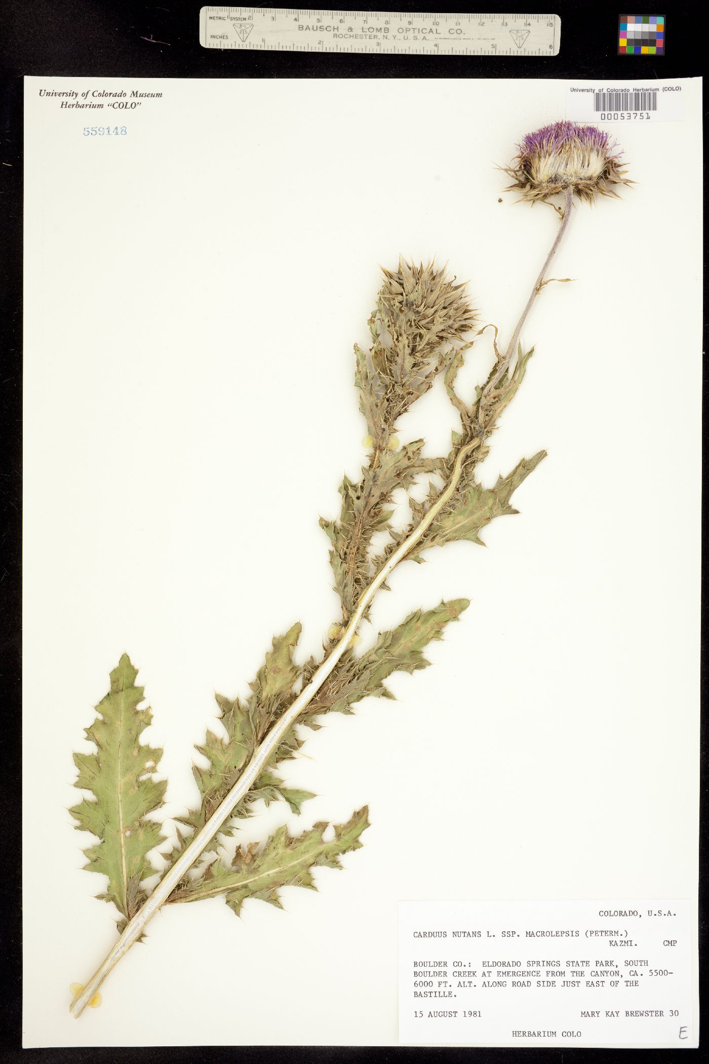 Carduus nutans ssp. macrolepis image