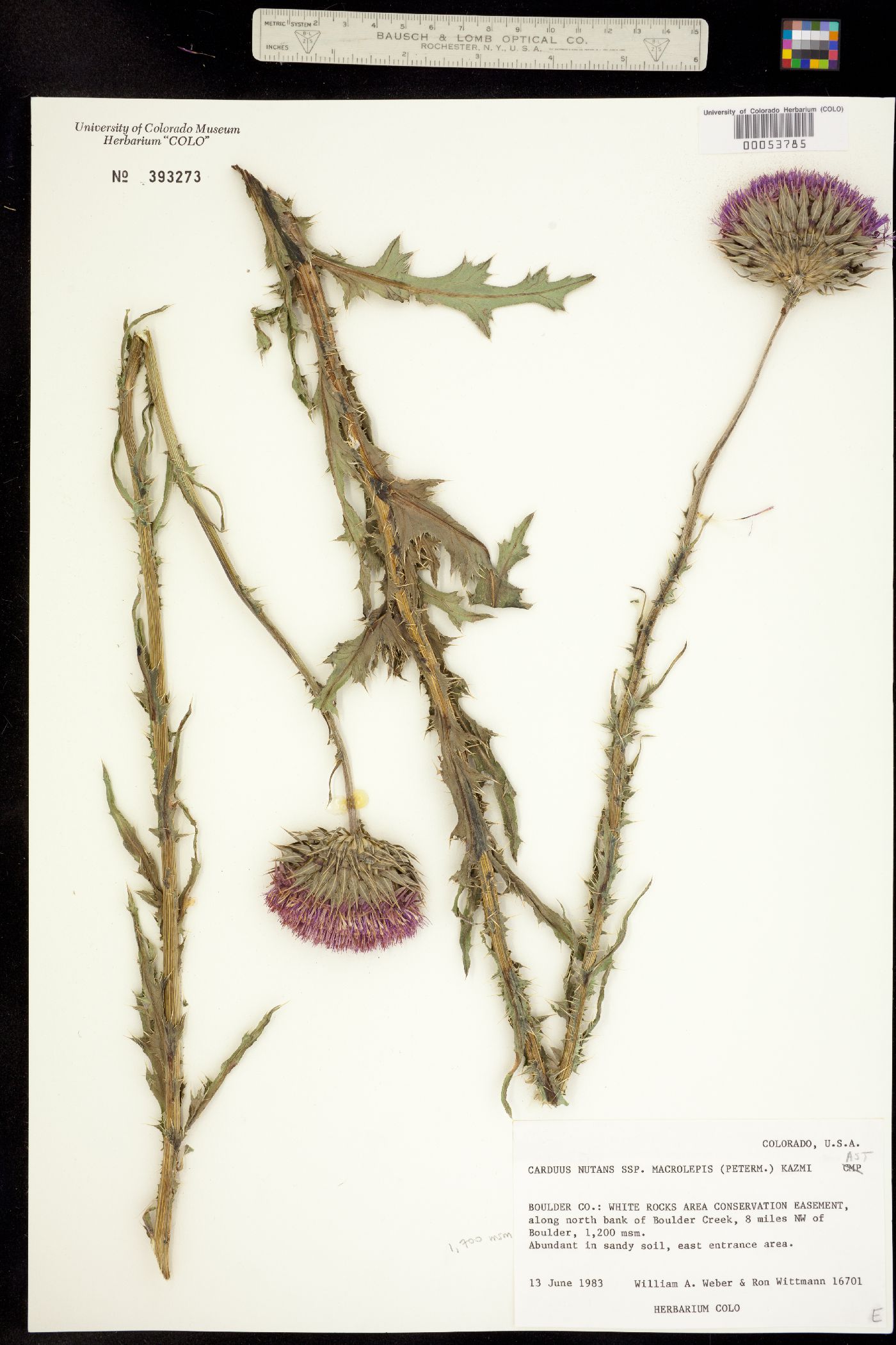 Carduus nutans ssp. macrolepis image