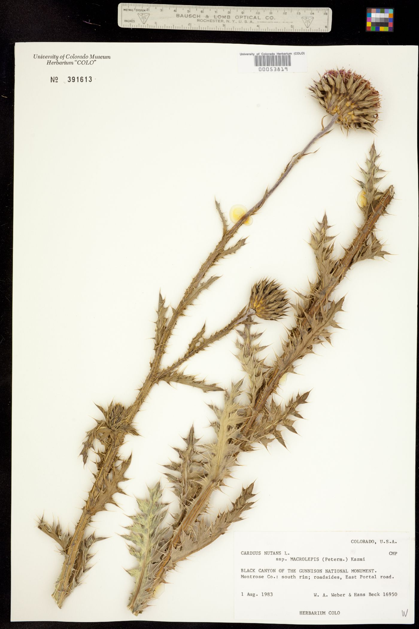 Carduus nutans ssp. macrolepis image