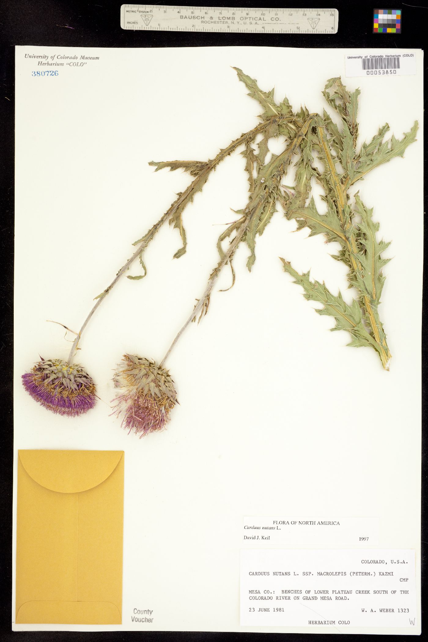 Carduus nutans image