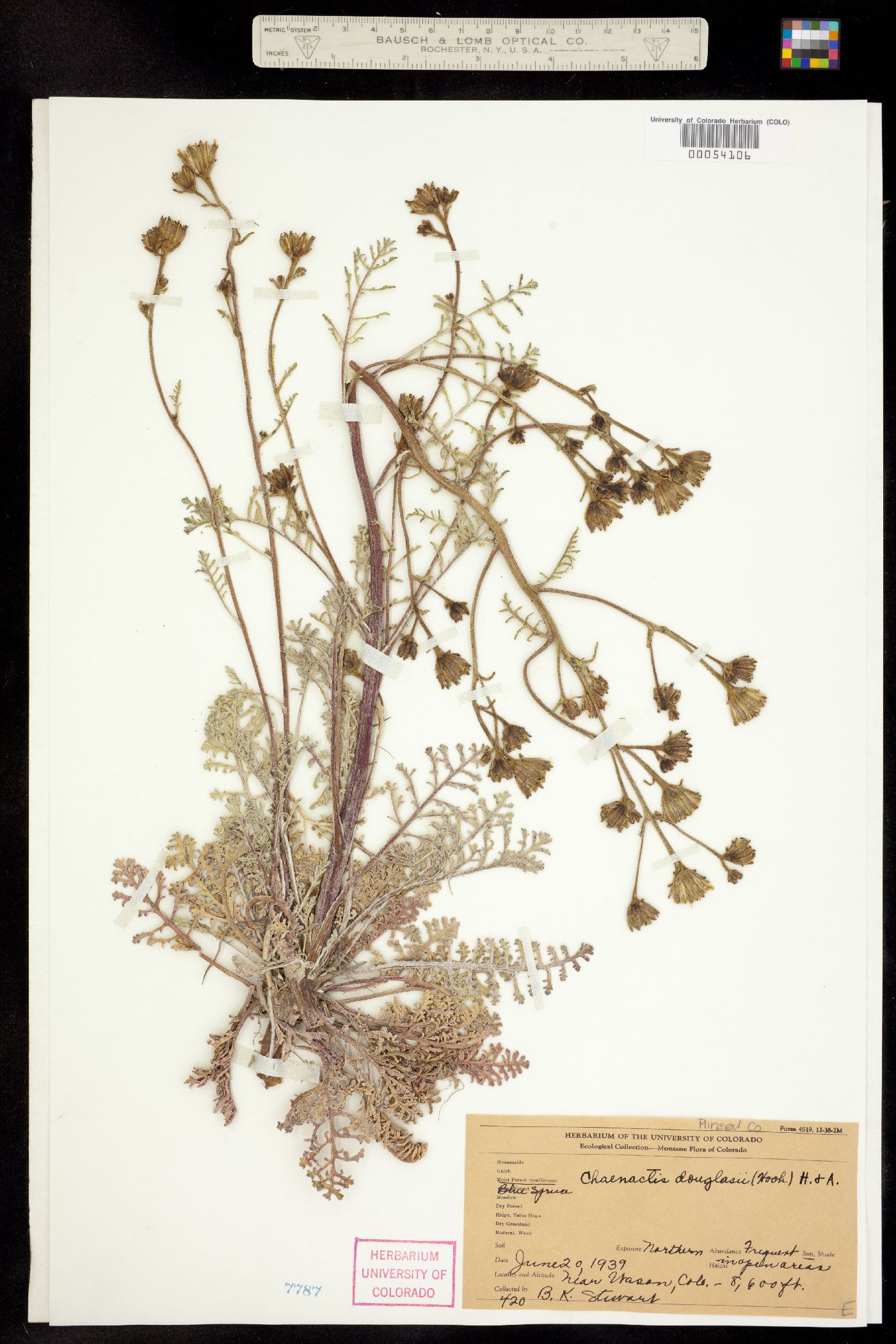 Chaenactis douglasii image
