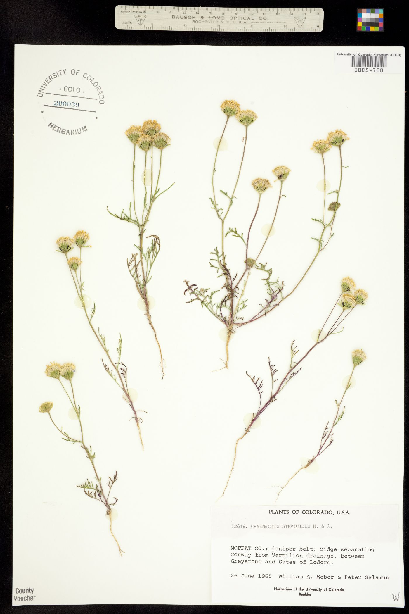 Chaenactis stevioides image