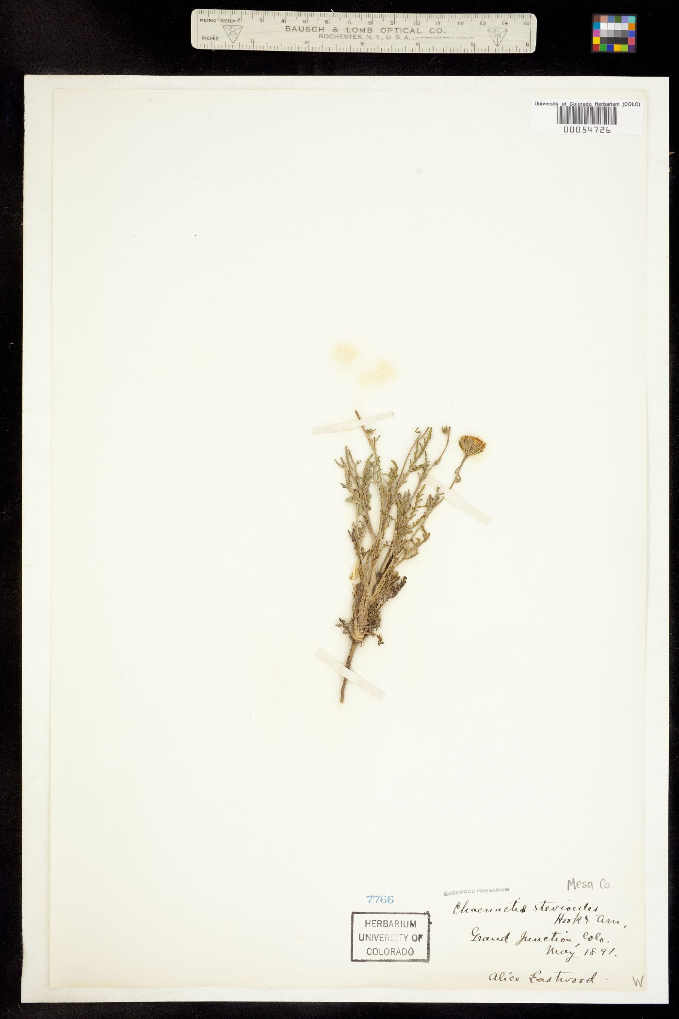 Chaenactis stevioides image