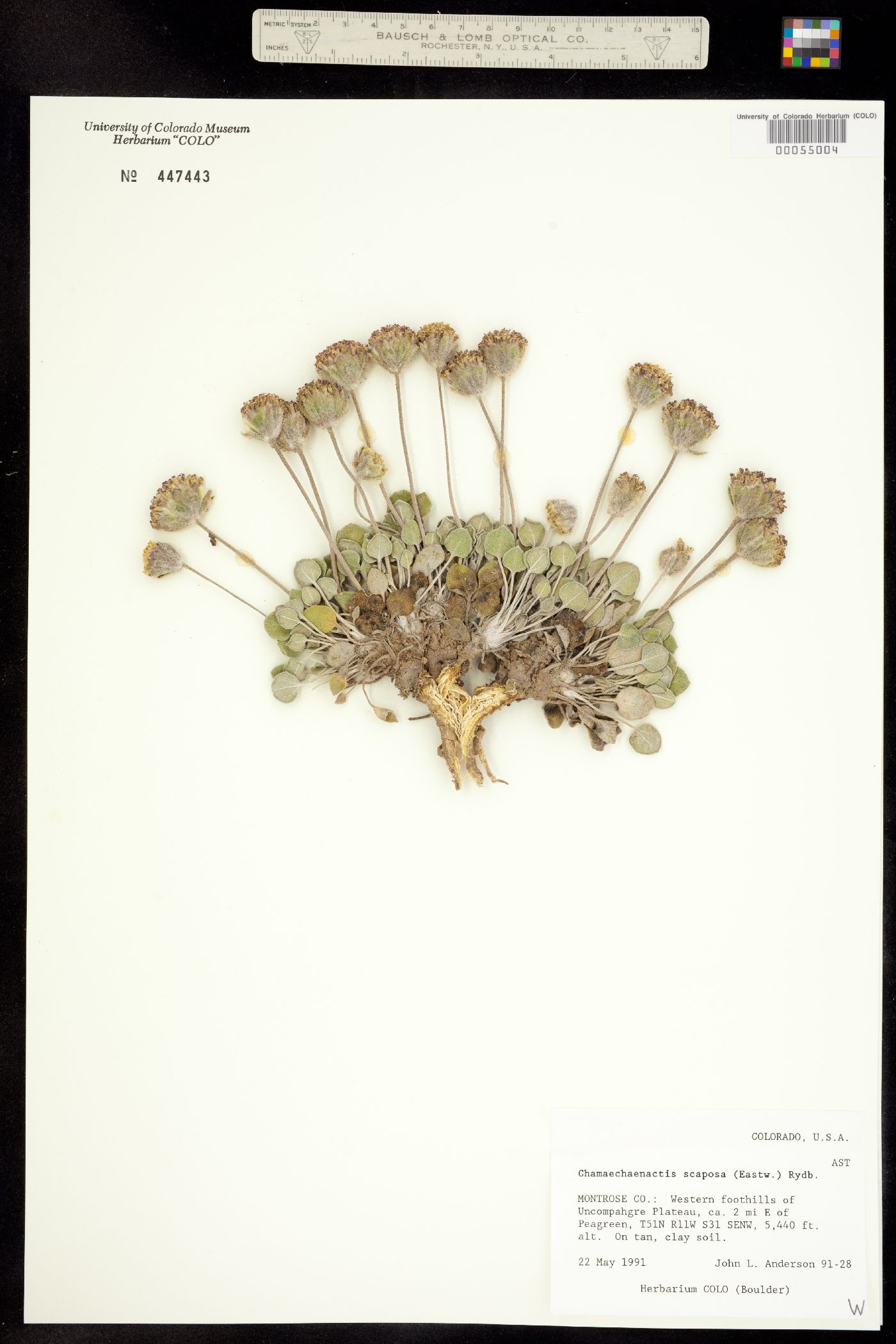 Chamaechaenactis scaposa image
