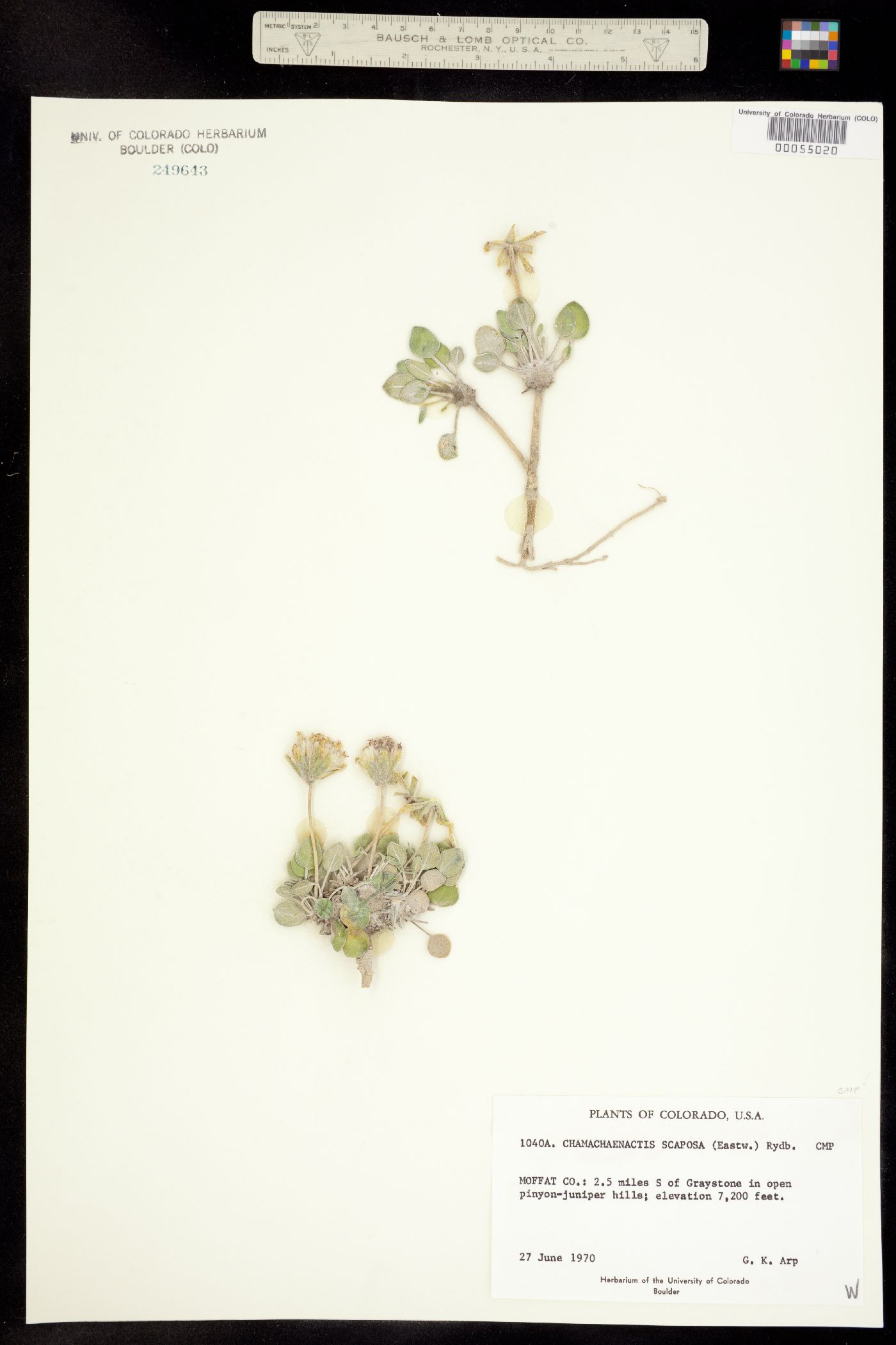 Chamaechaenactis scaposa image