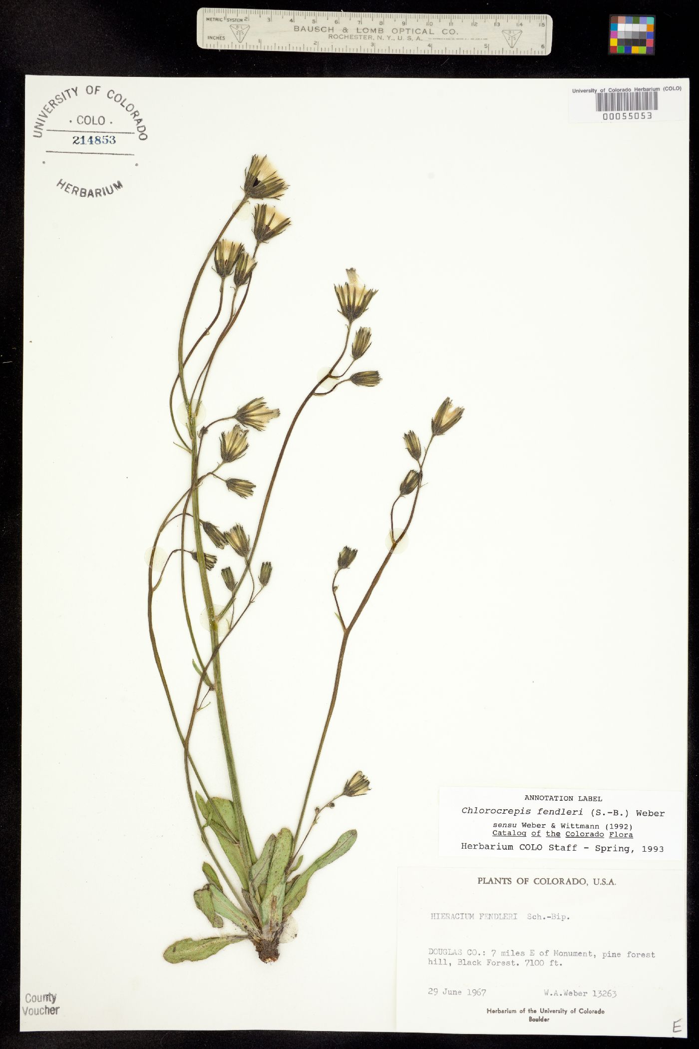 Chlorocrepis fendleri image