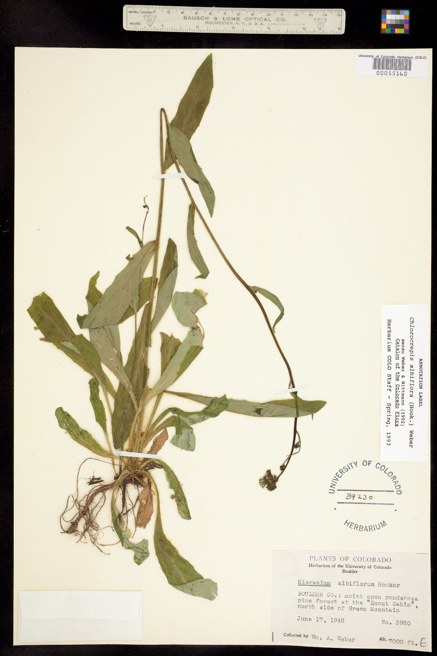 Hieracium albiflorum image