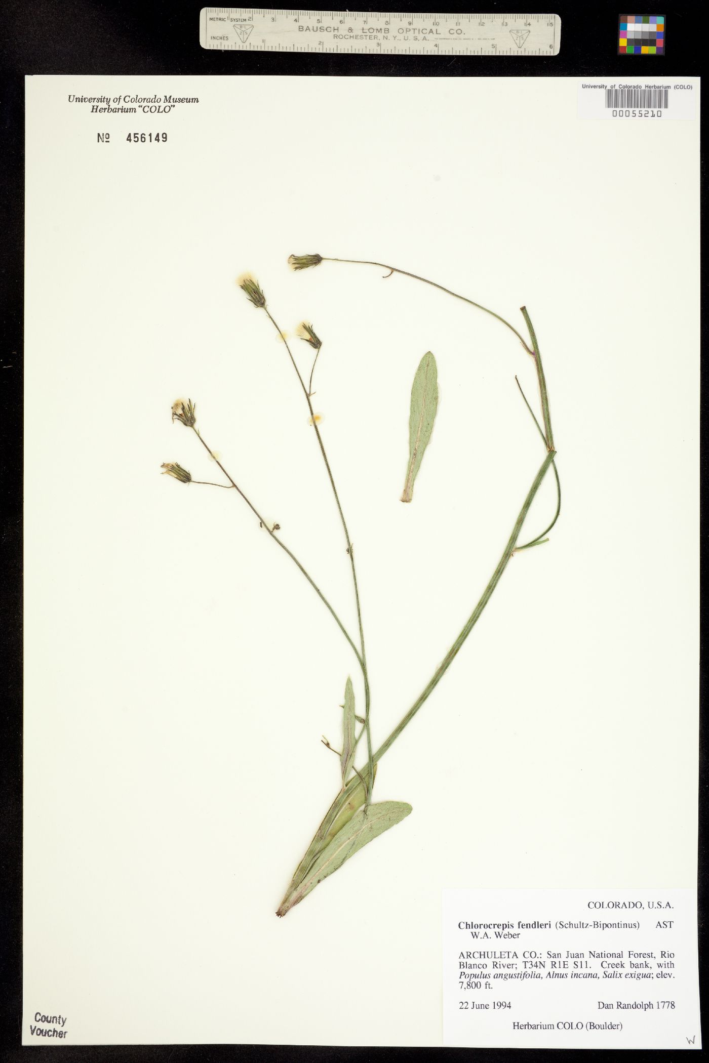 Chlorocrepis fendleri image