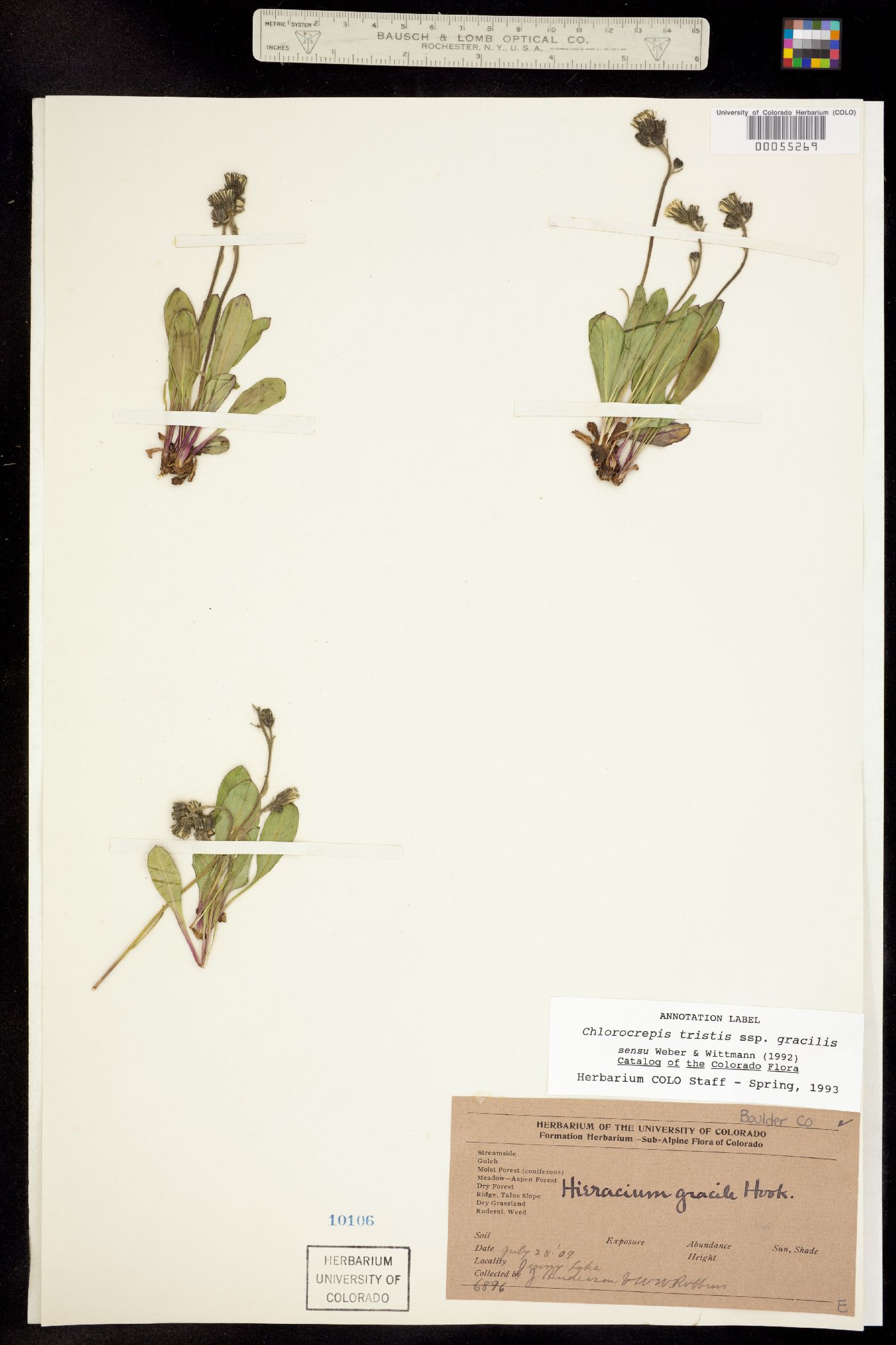 Chlorocrepis tristis ssp. gracilis image
