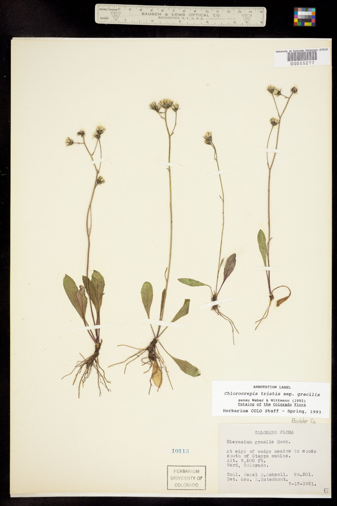 Chlorocrepis tristis ssp. gracilis image