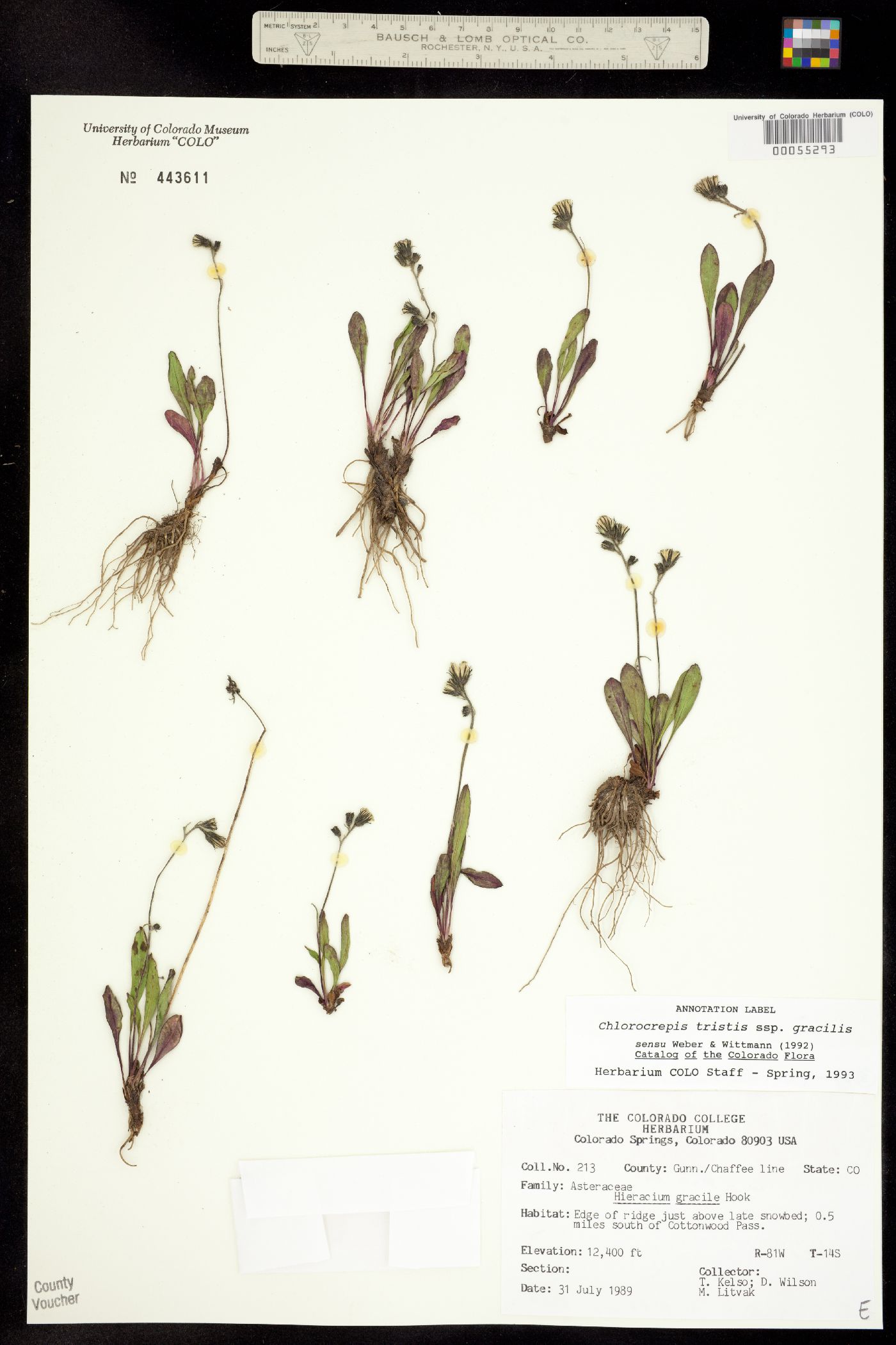 Chlorocrepis tristis subsp. gracilis image