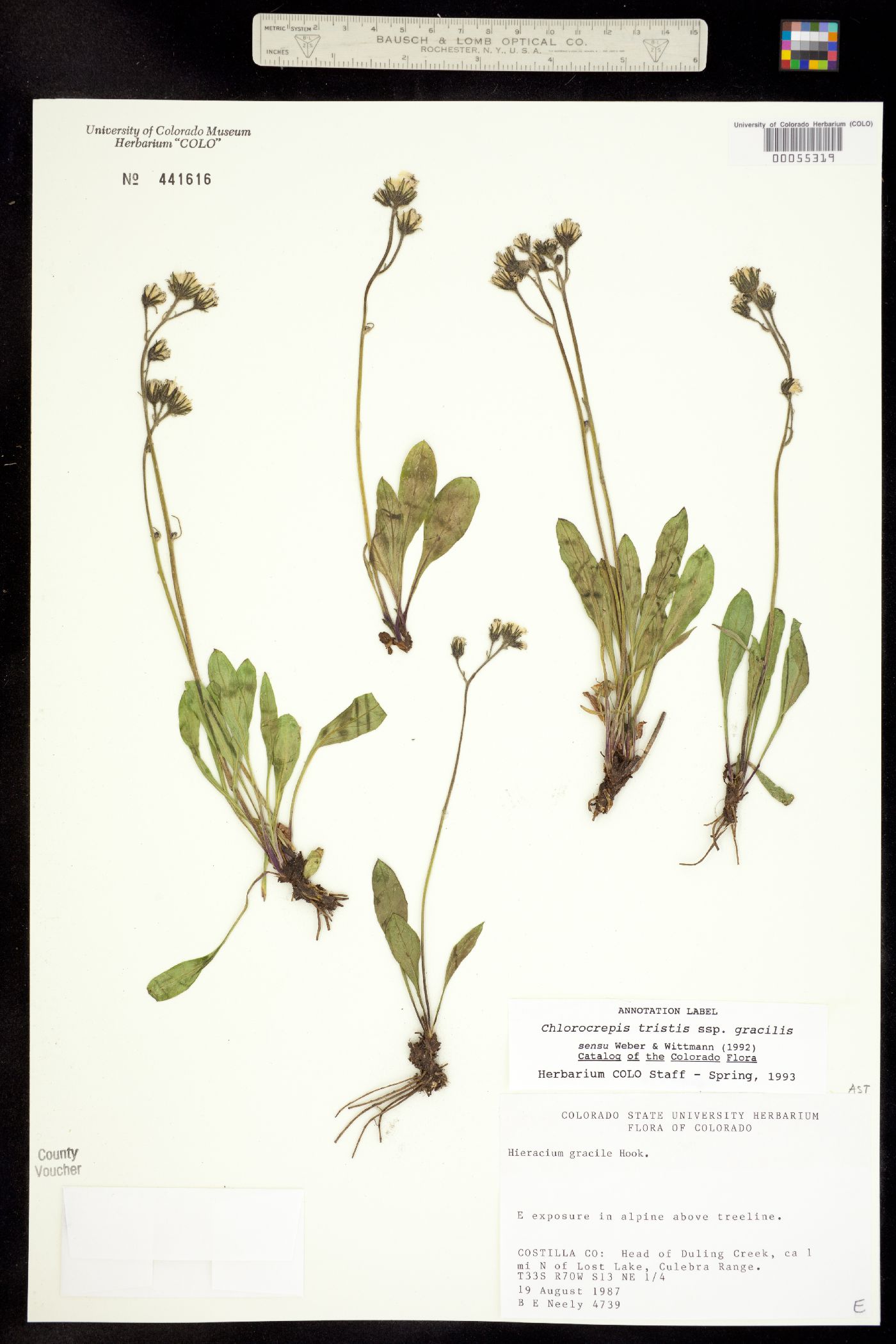 Chlorocrepis tristis ssp. gracilis image