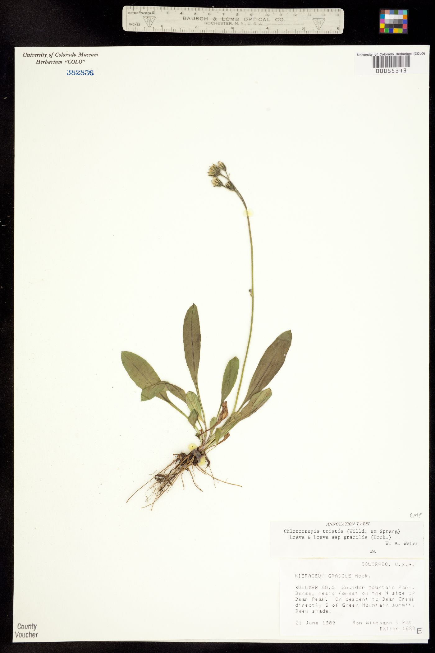 Chlorocrepis tristis image