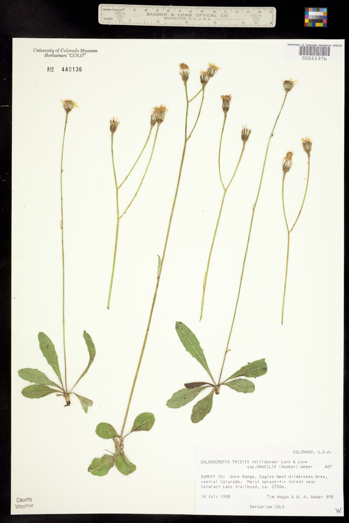 Chlorocrepis tristis ssp. gracilis image