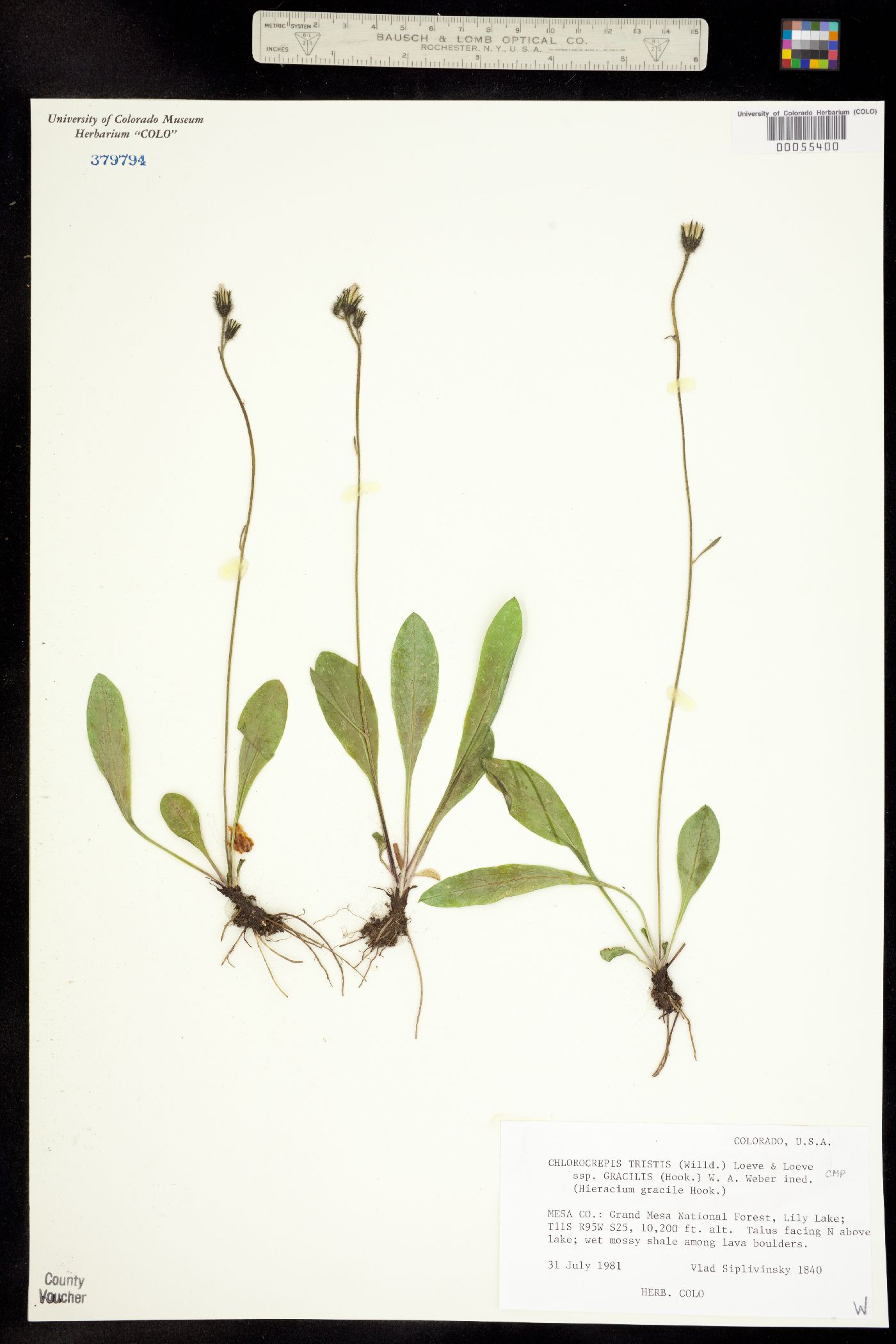 Chlorocrepis tristis image