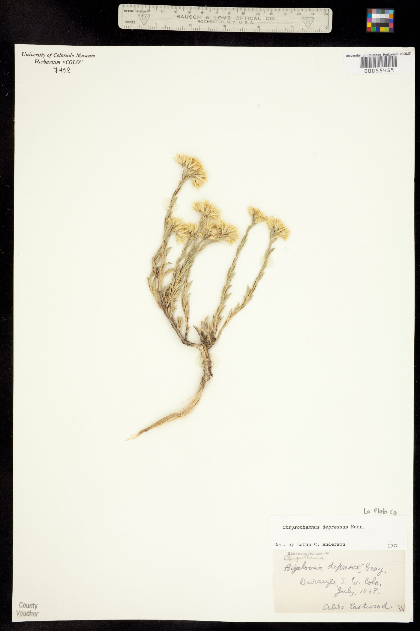 Chrysothamnus depressus image