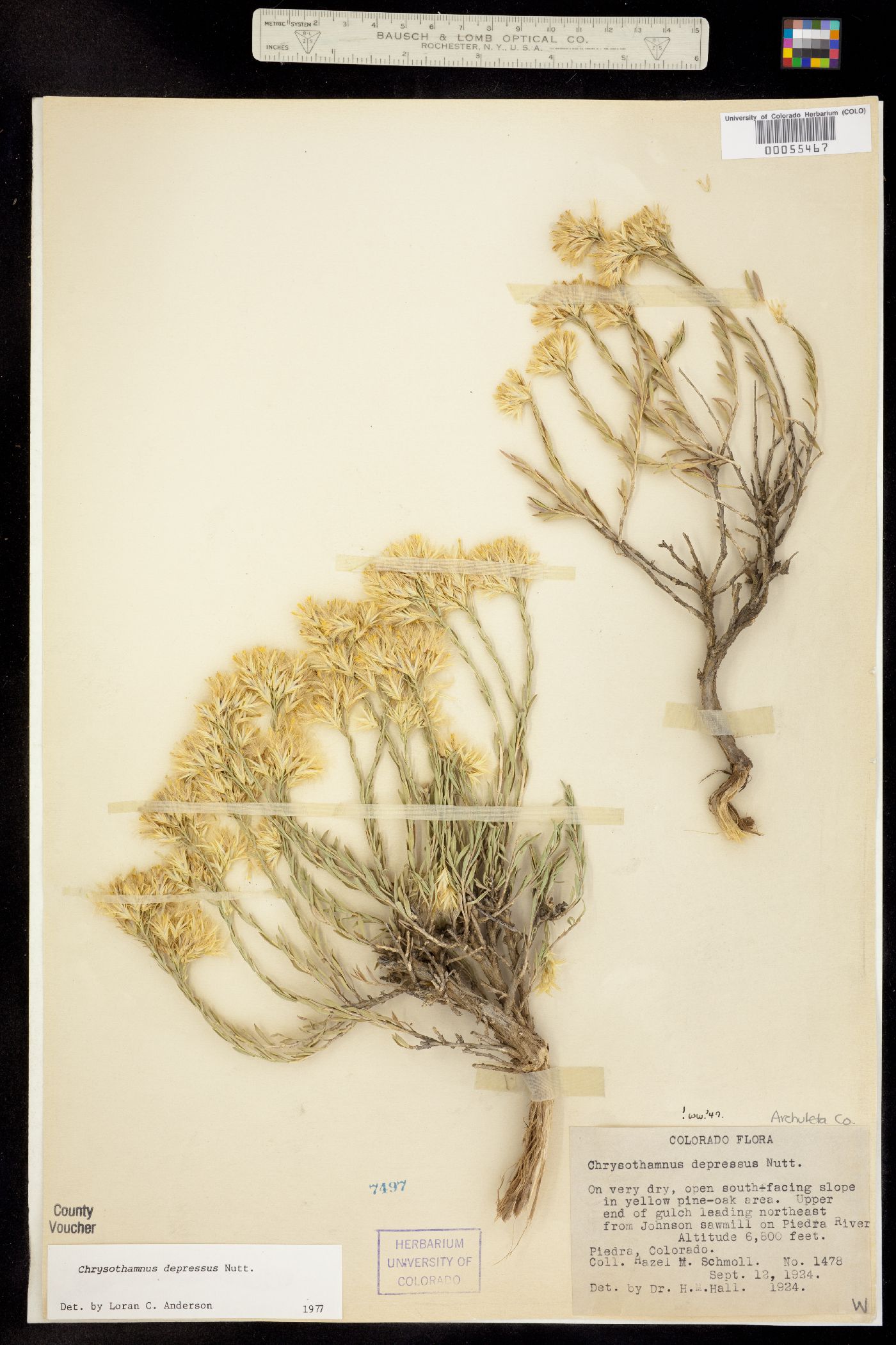 Chrysothamnus depressus image