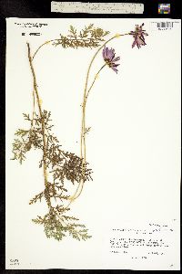 Image of Chrysanthemum coccineum