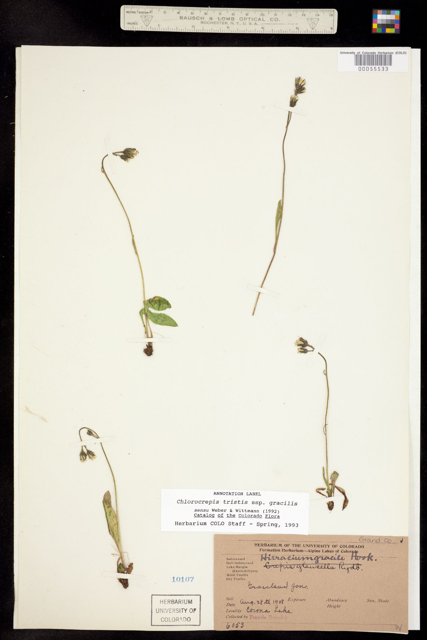 Chlorocrepis tristis ssp. gracilis image