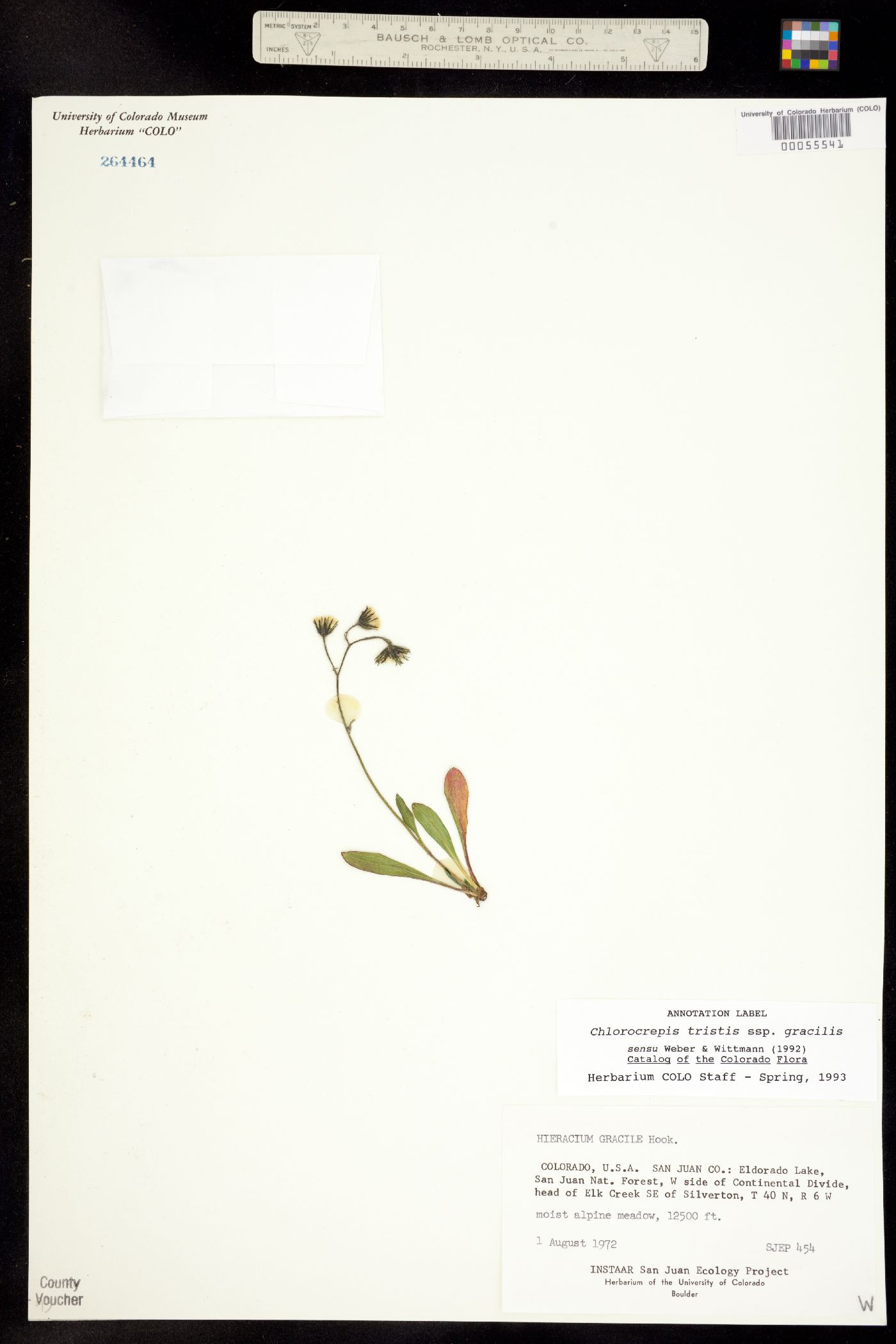 Chlorocrepis image