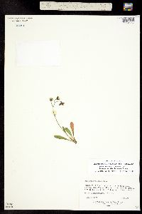 Chlorocrepis tristis subsp. gracilis image