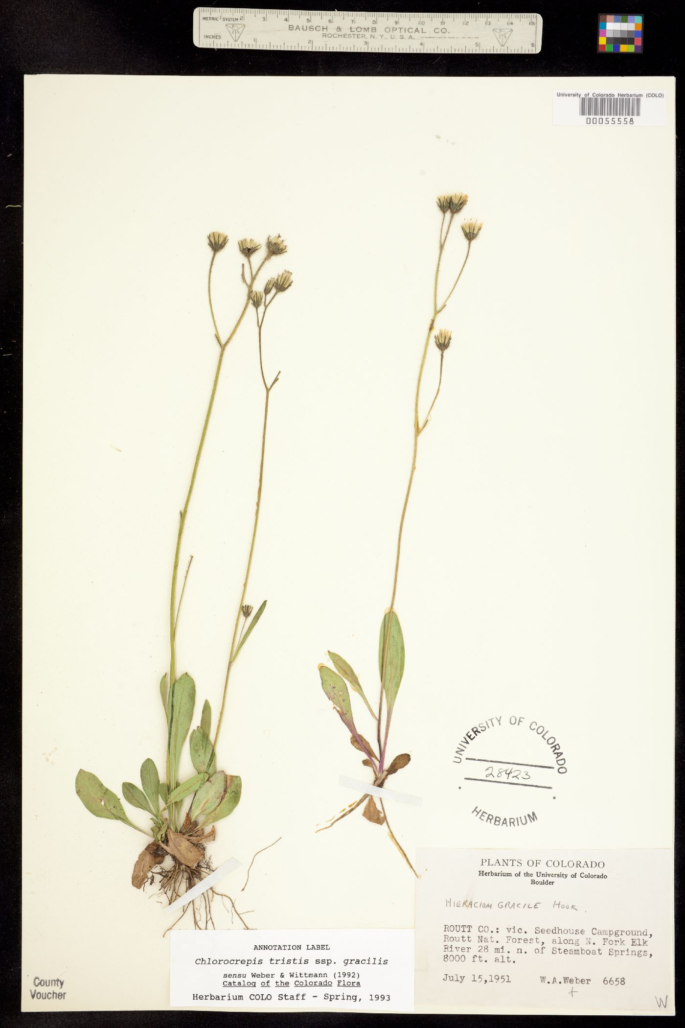 Chlorocrepis tristis image
