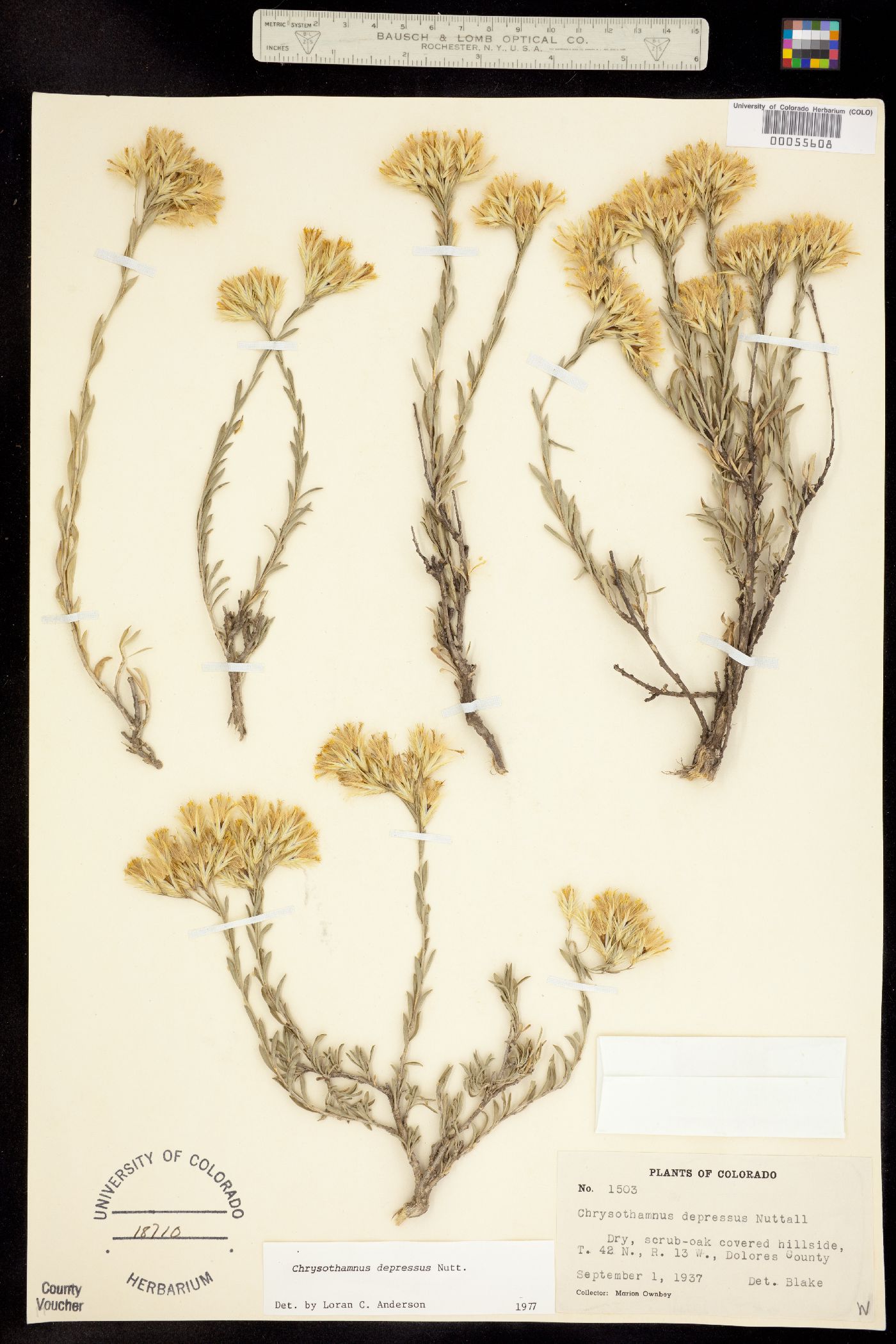 Chrysothamnus depressus image