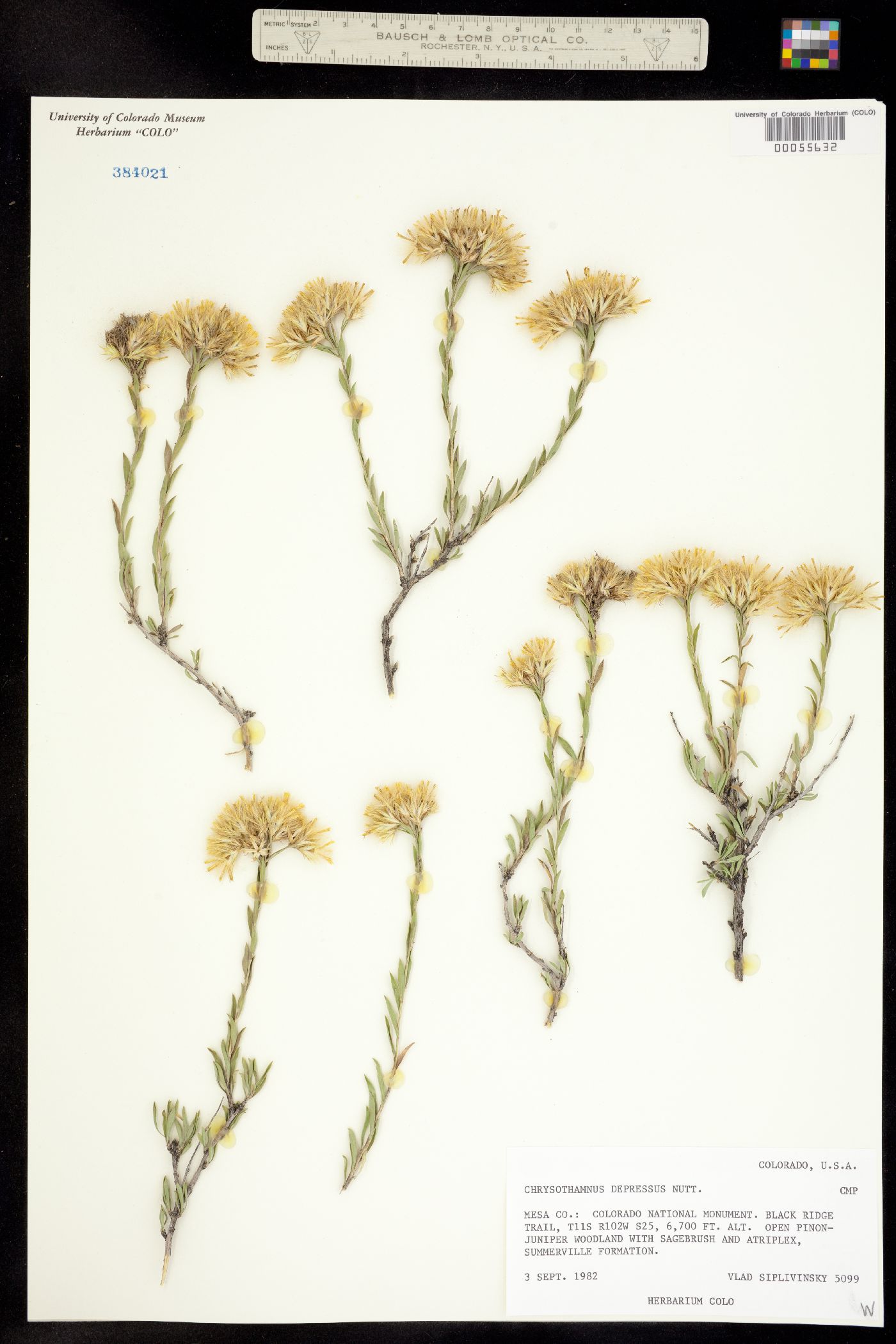 Chrysothamnus depressus image