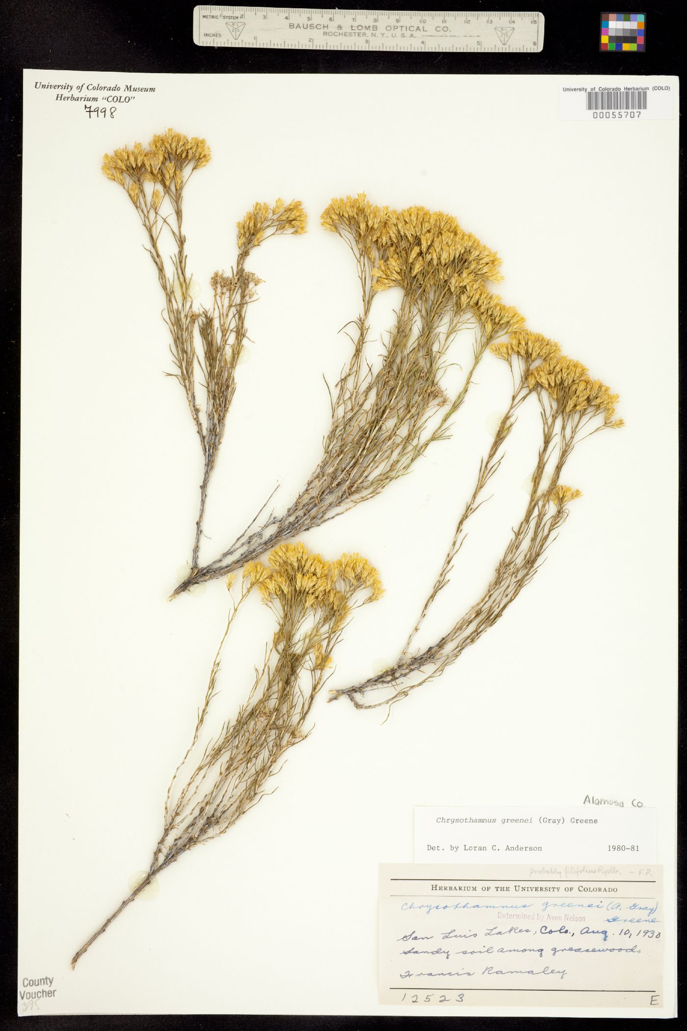 Chrysothamnus greenei image