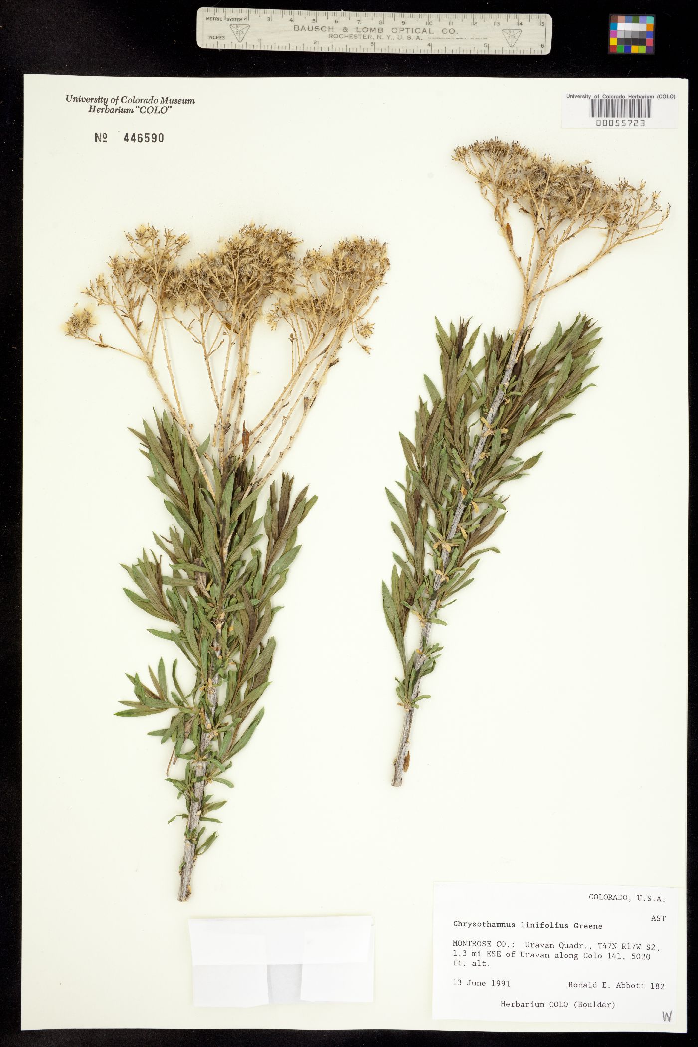 Chrysothamnus linifolius image