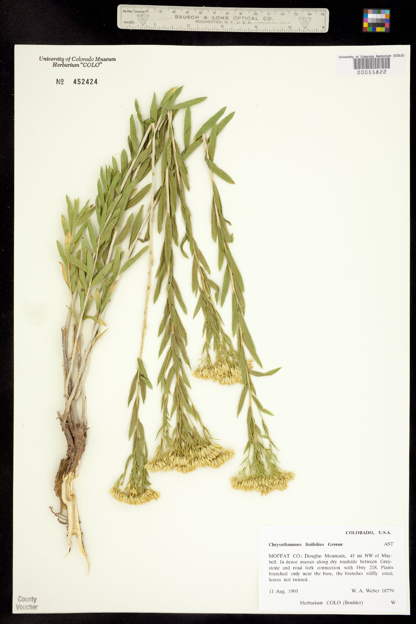 Chrysothamnus linifolius image