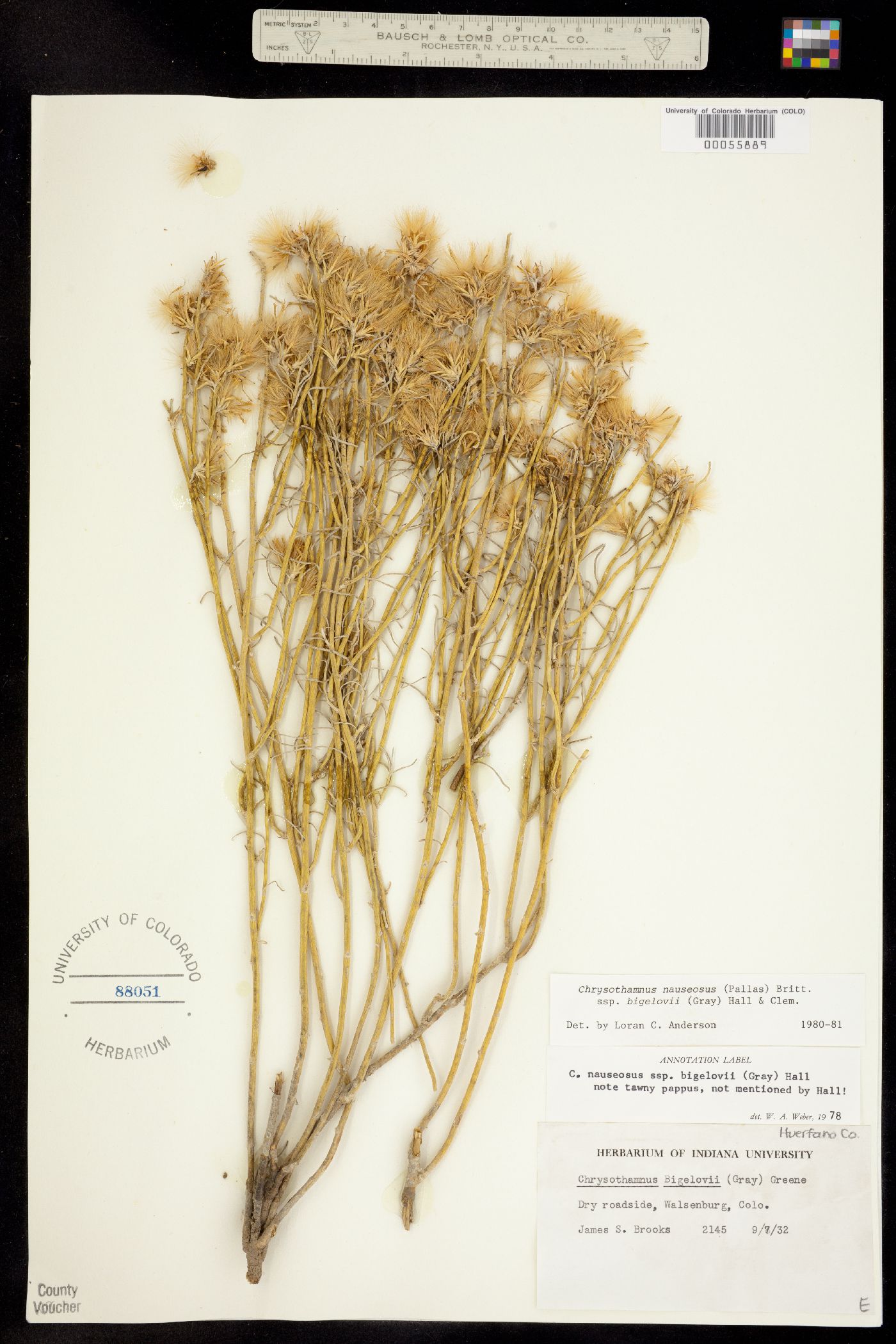Chrysothamnus nauseosus ssp. bigelovii image
