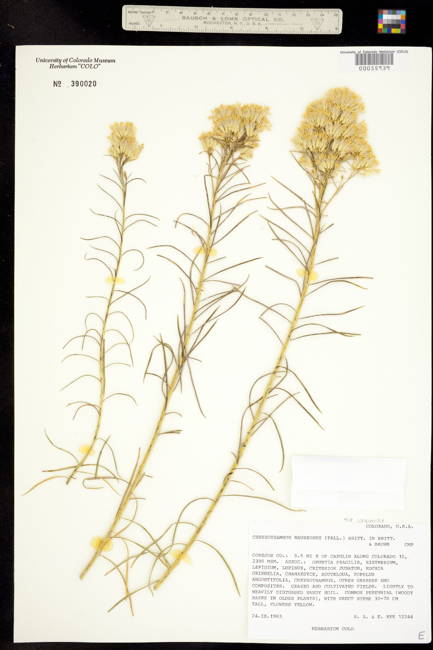 Chrysothamnus nauseosus ssp. consimilis image