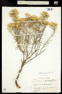 Chrysothamnus nauseosus ssp. graveolens image