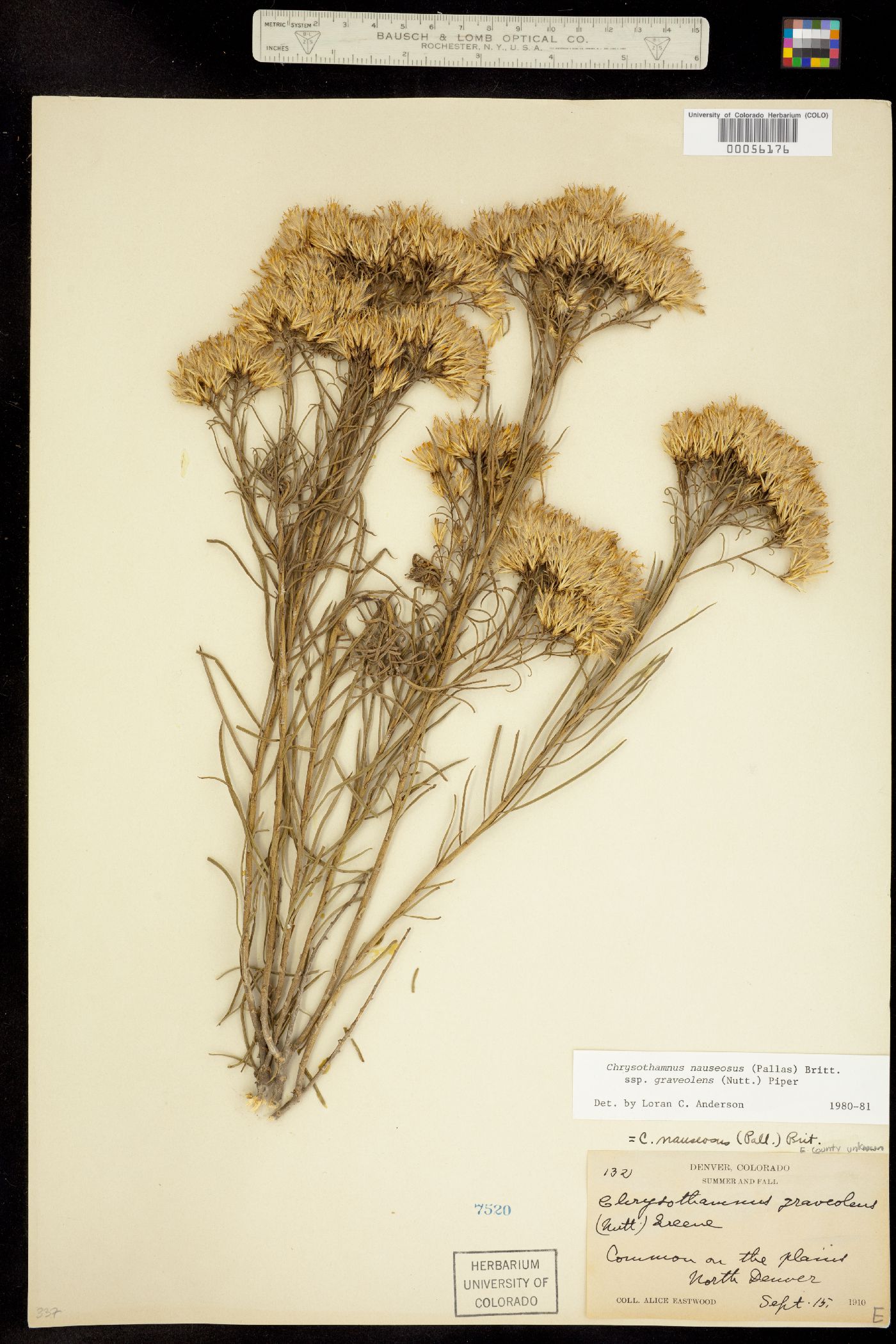 Chrysothamnus nauseosus ssp. graveolens image