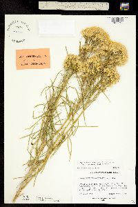Chrysothamnus nauseosus ssp. graveolens image