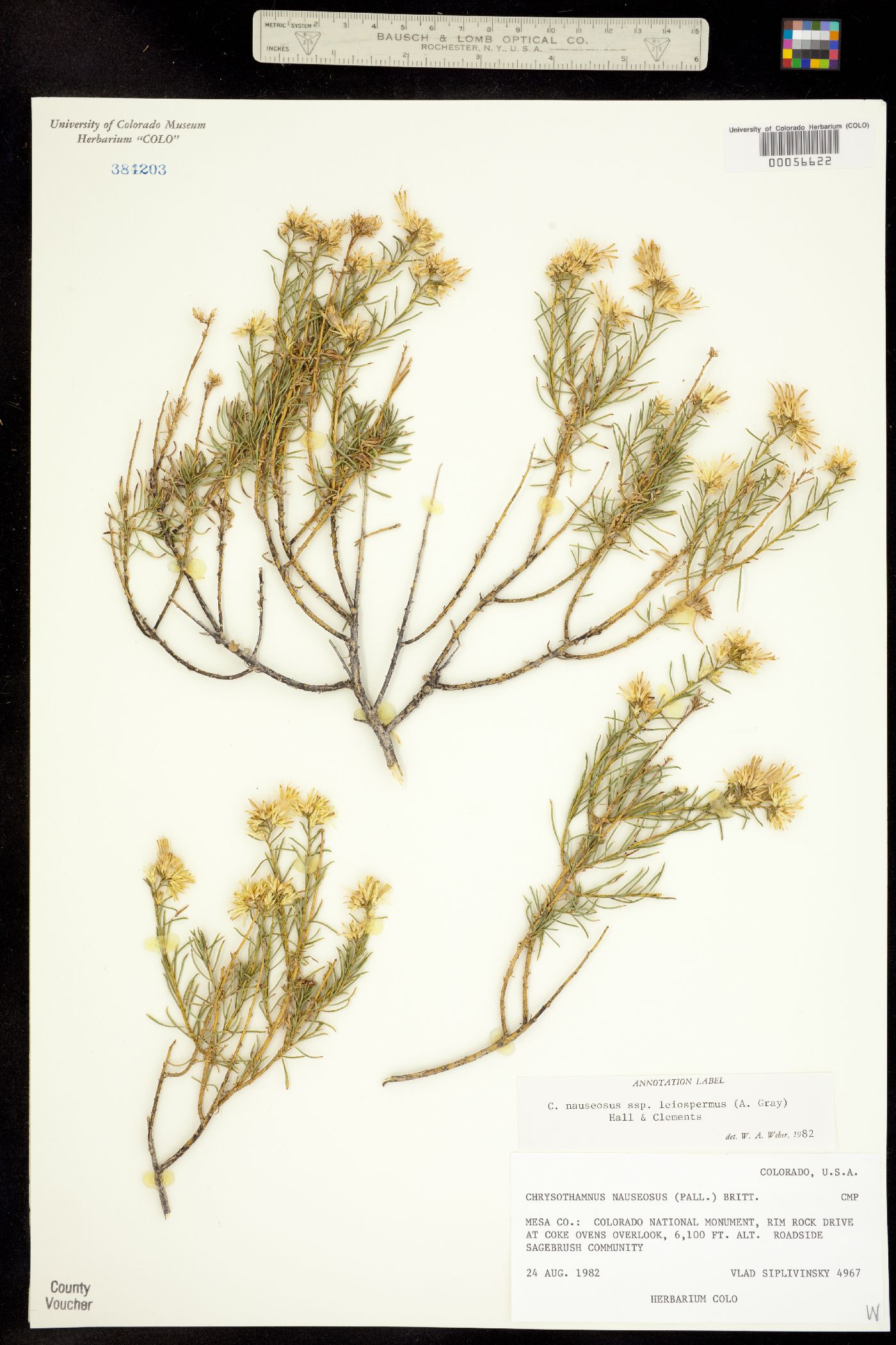 Chrysothamnus nauseosus ssp. leiospermus image